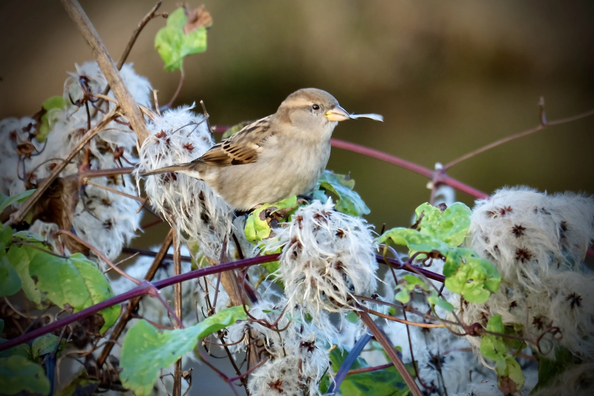 Collecting for the winter