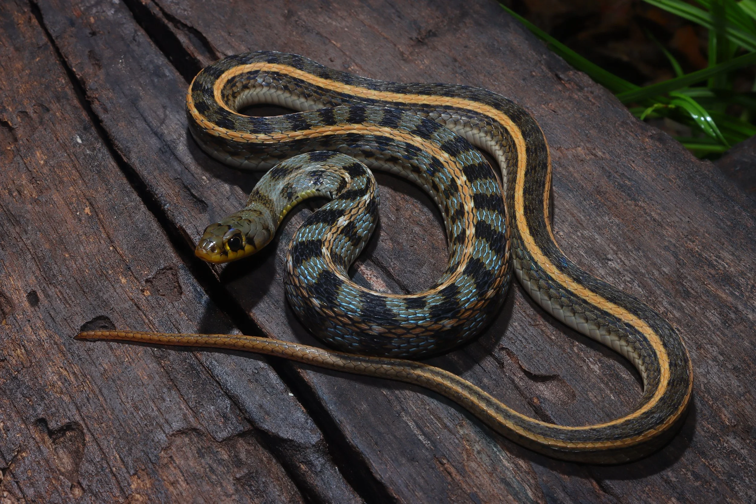 Buff-striped Keelback.JPG