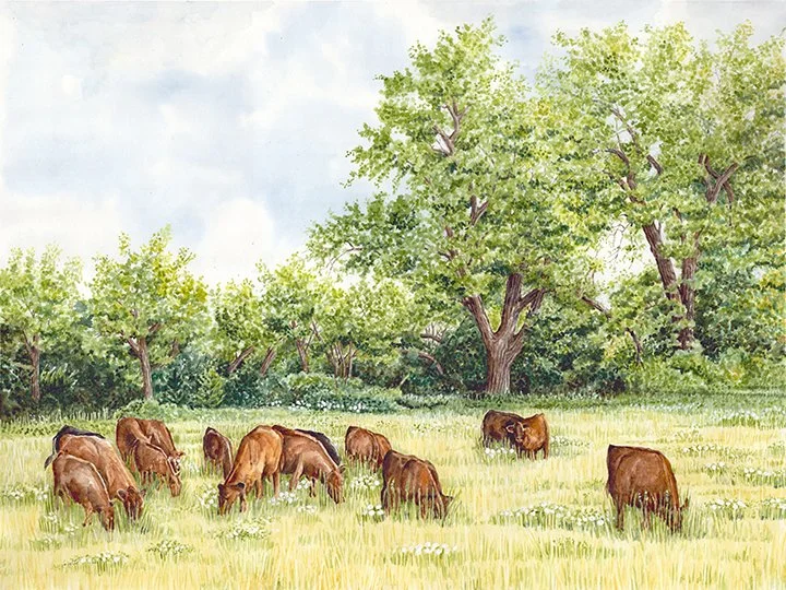 CIN-COW-I-80 cows-1 copy.jpg