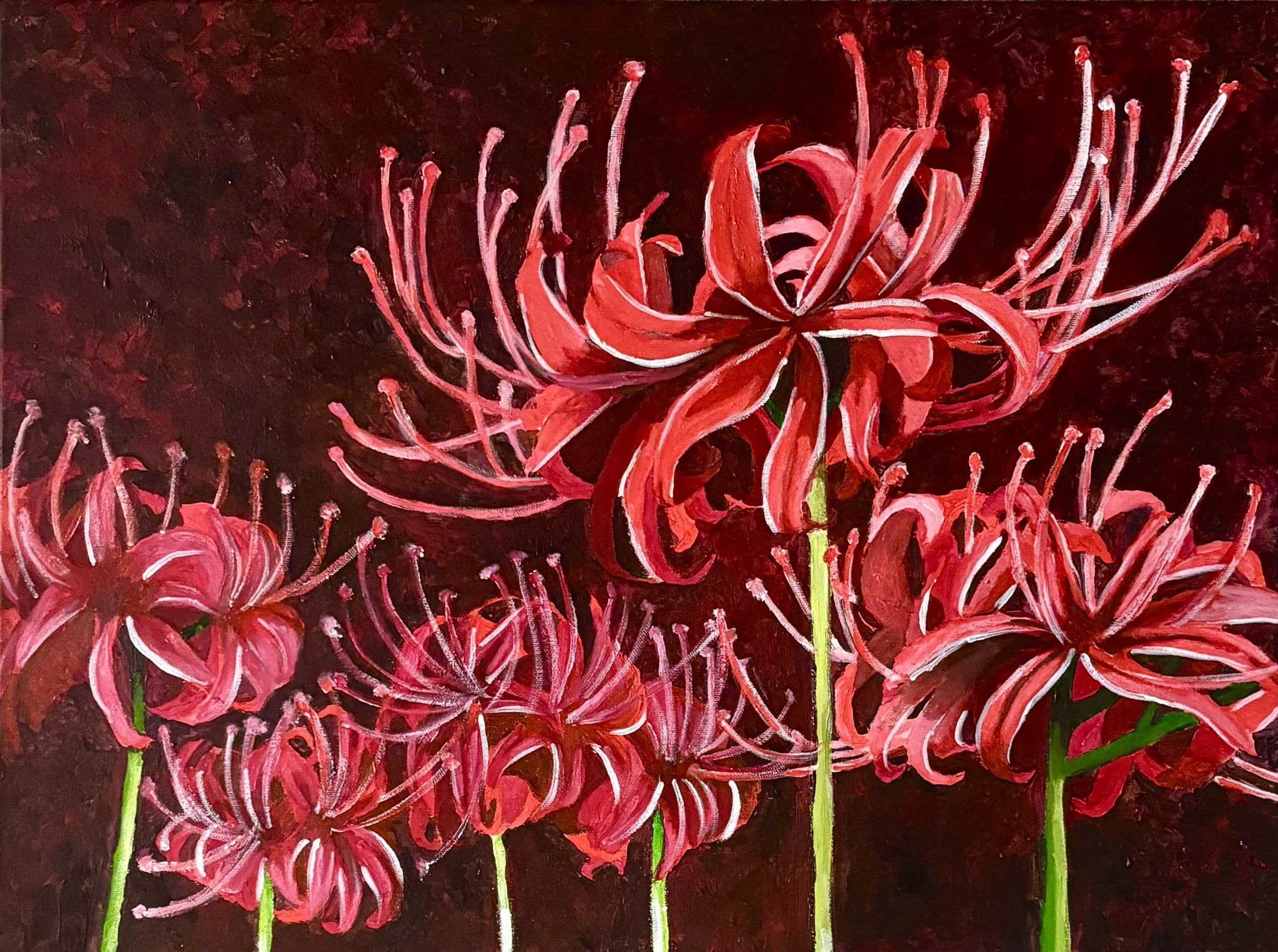  Red Spider Lily
