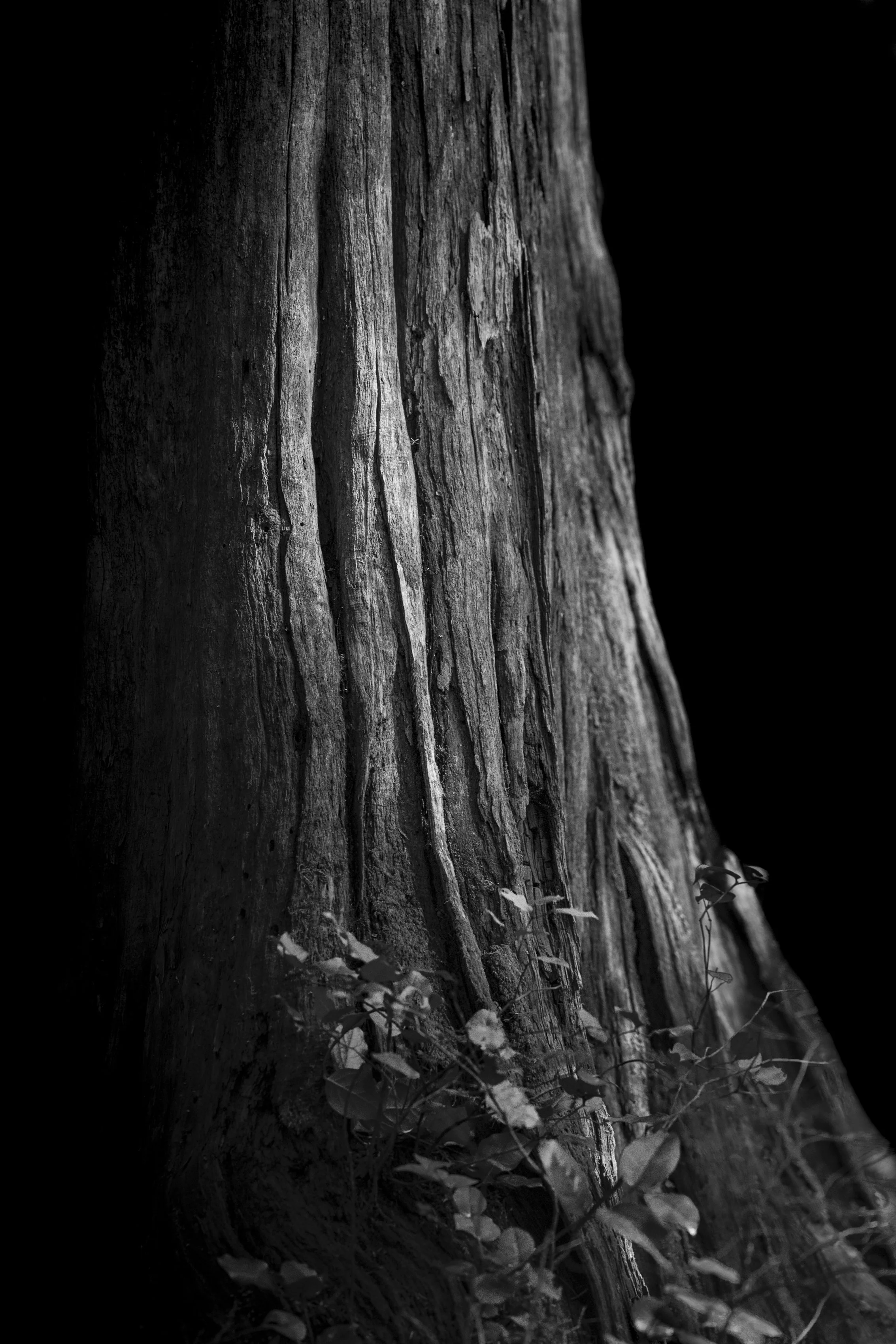 Where Shadows Root_ Studies in Light and Dark-55.jpg