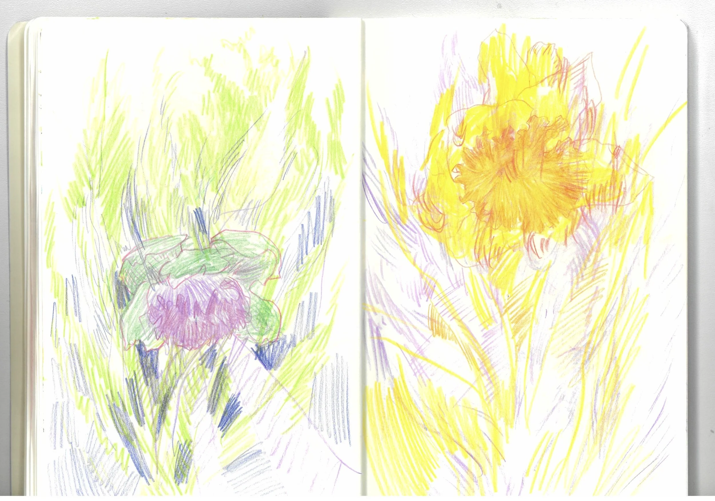 the sketches of flowers_7.jpg
