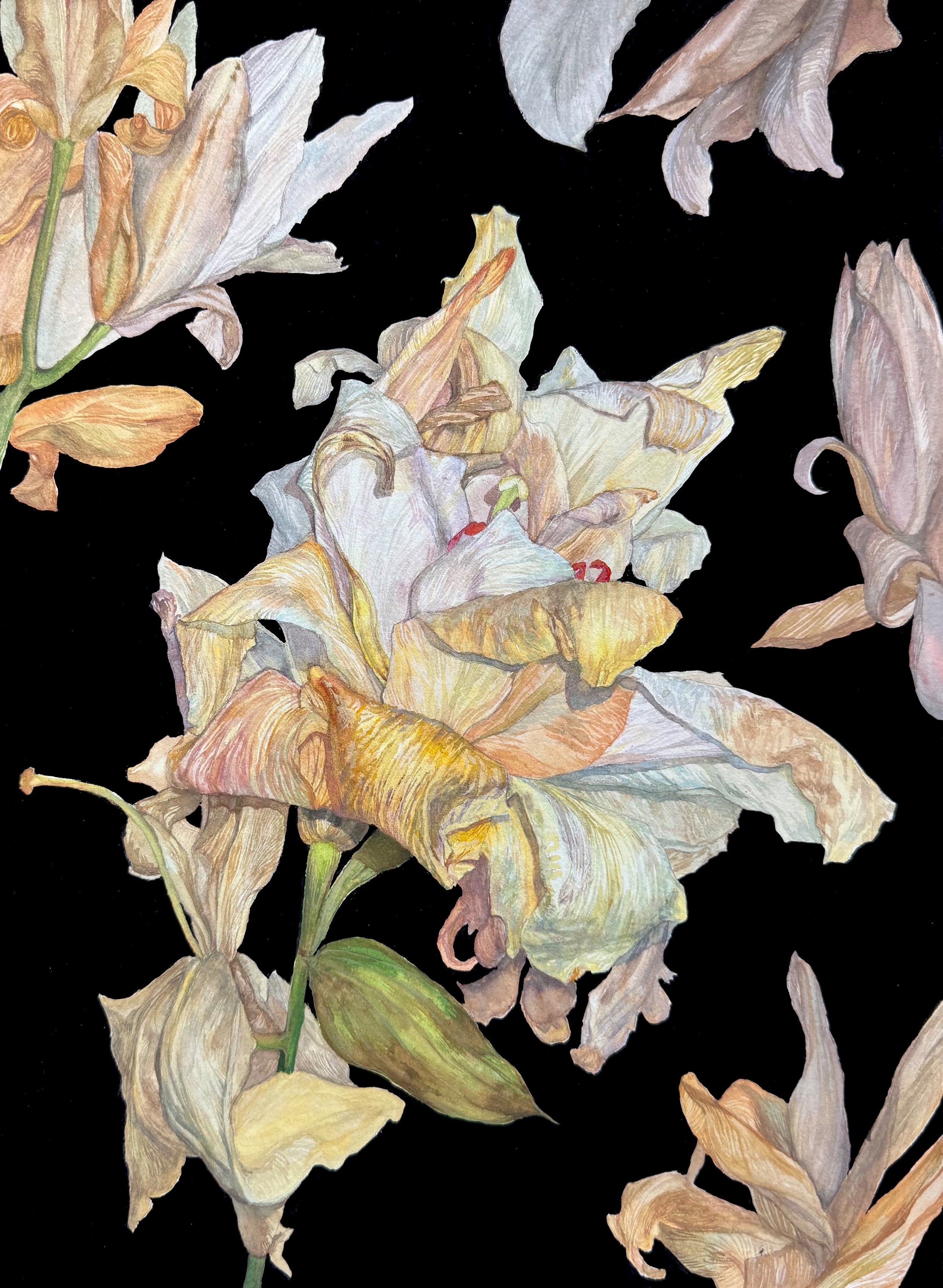 Withered Lilies. 26x37cm jpg.jpg