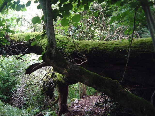 fallen_tree_2_by_namasthay_d73fe5-375w-2x.jpg