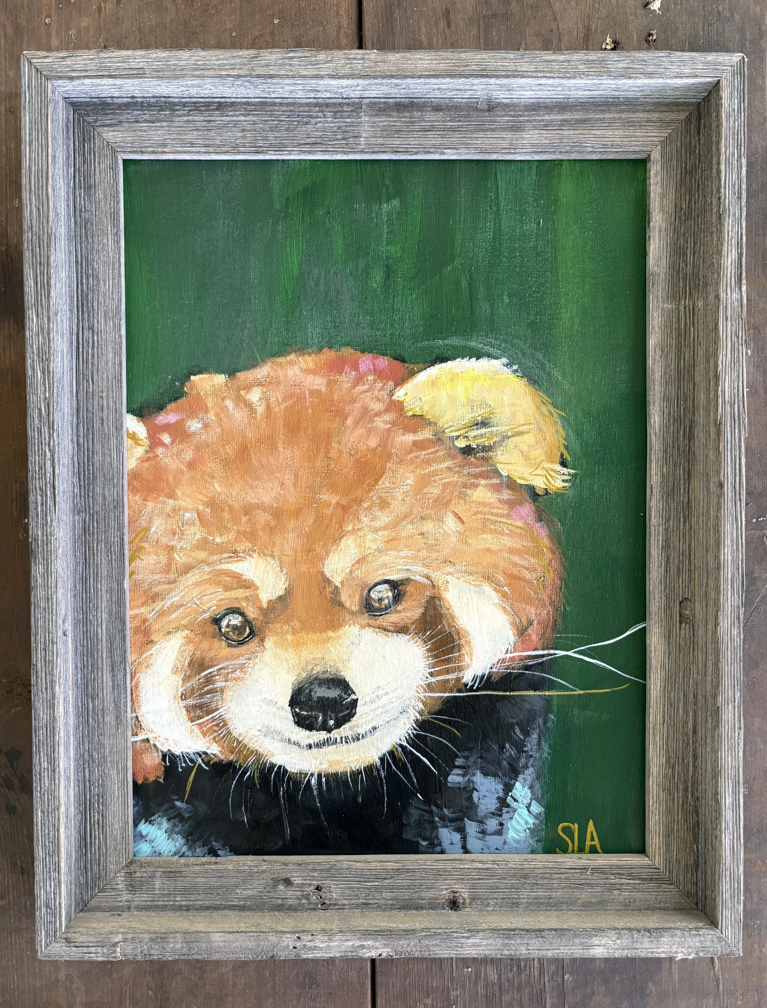  Red Panda