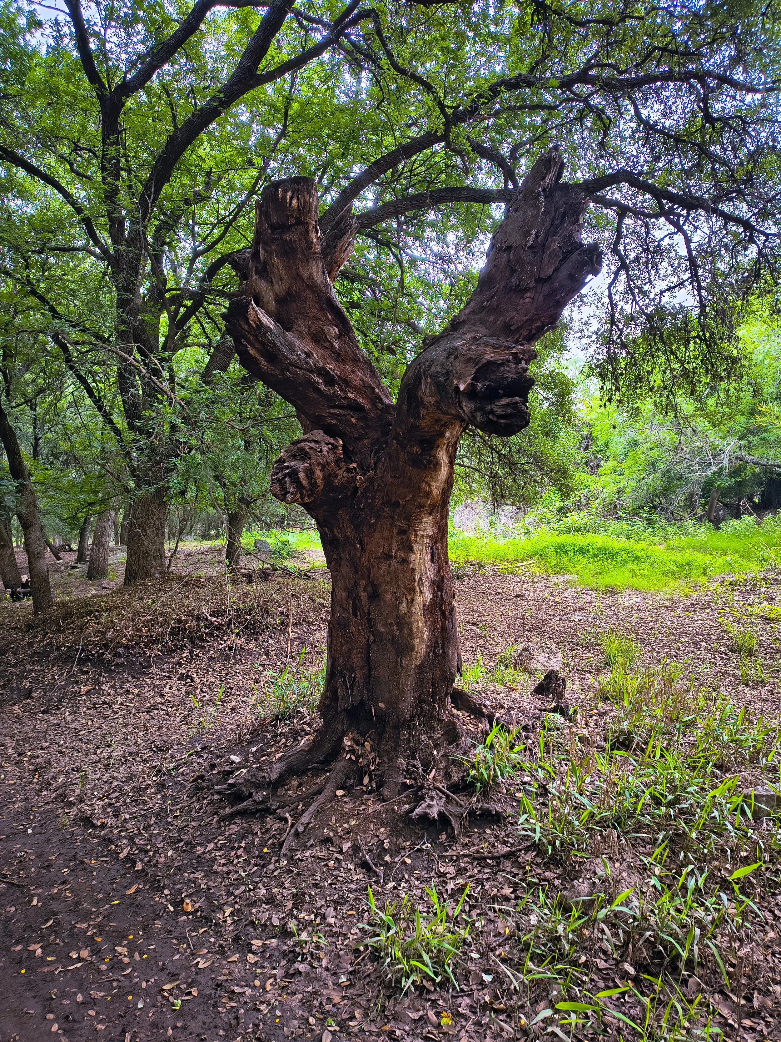  Decayed Wood that's Shaped like a Slingshot