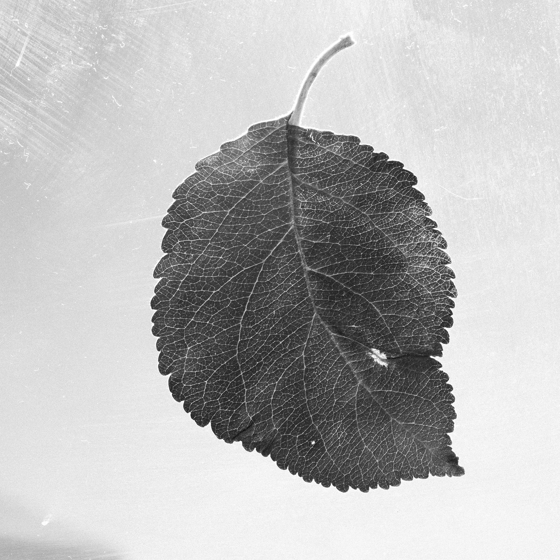 6. Neverending end, Maartje Martisan, leaf.jpg
