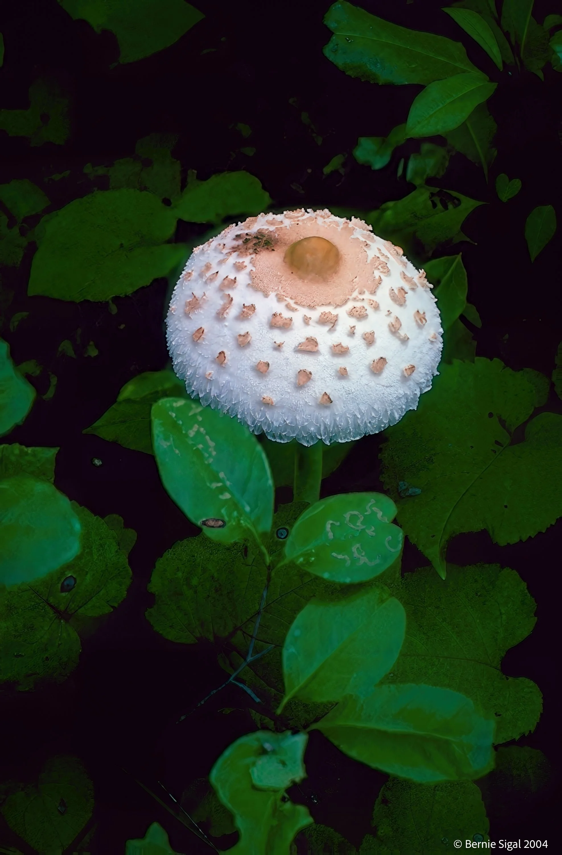 white cap mushroom-2 Smart Photo.jpg