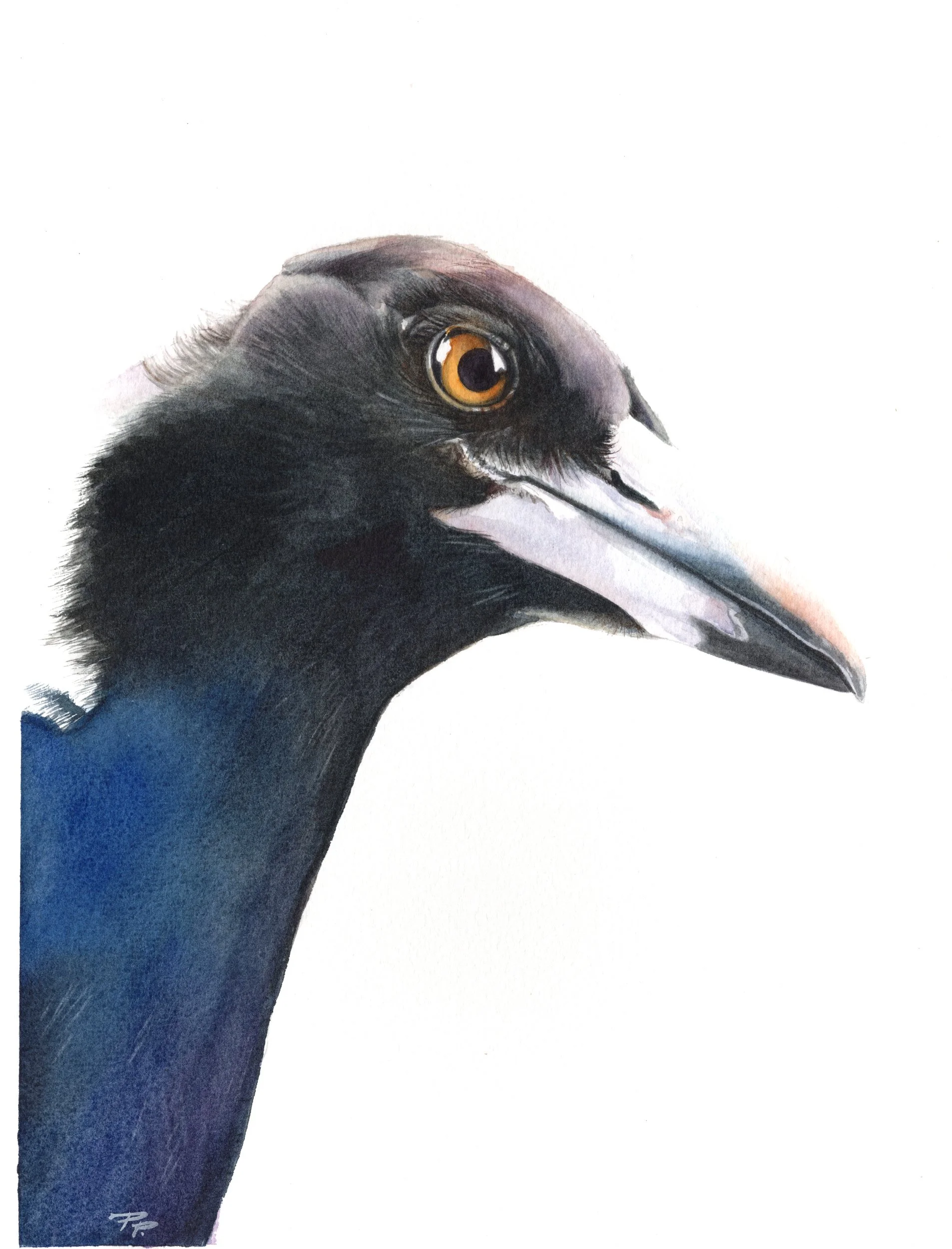 The Watcher (Magpie) 2500px.jpg