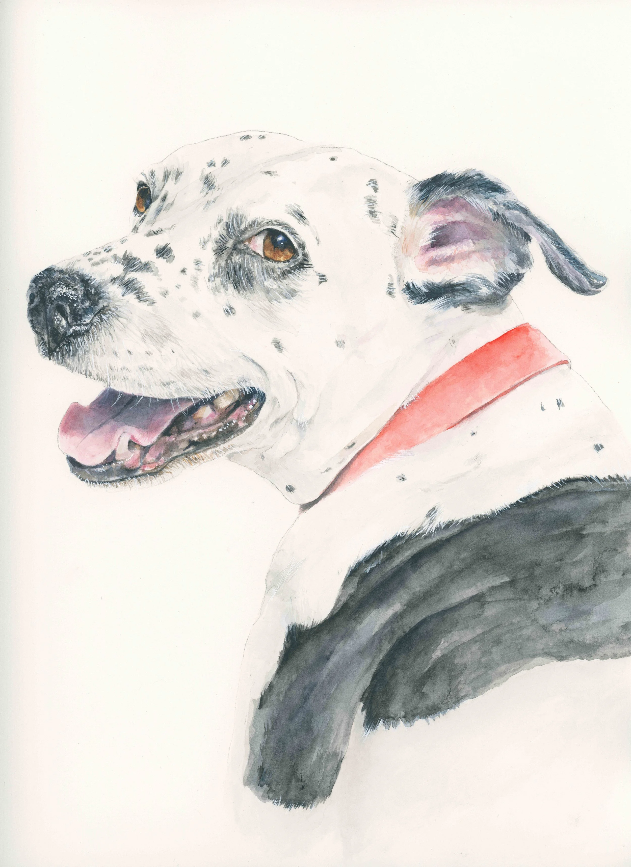 Dalmation.jpg
