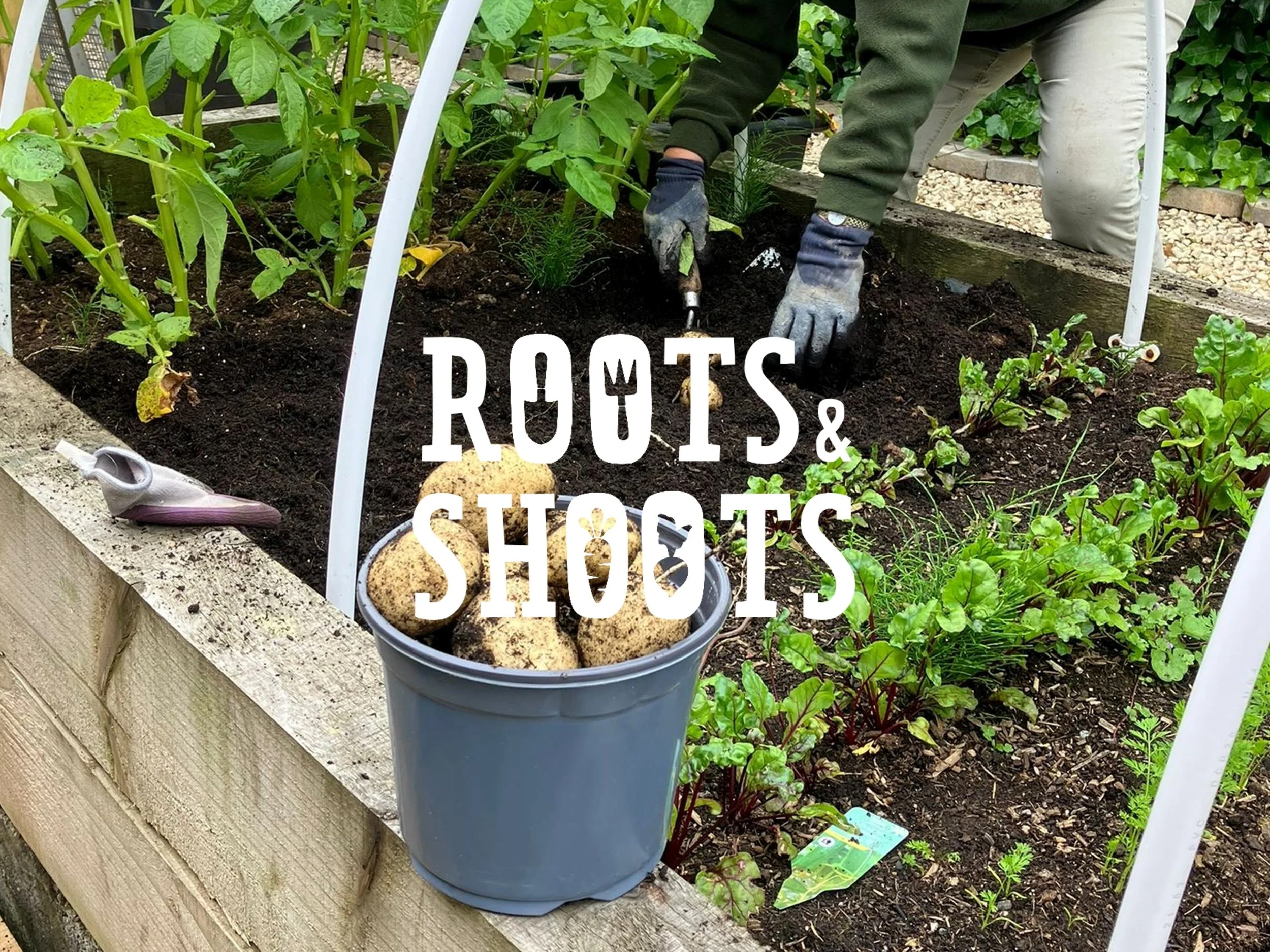 Roots & Shoots wee growing project open to all