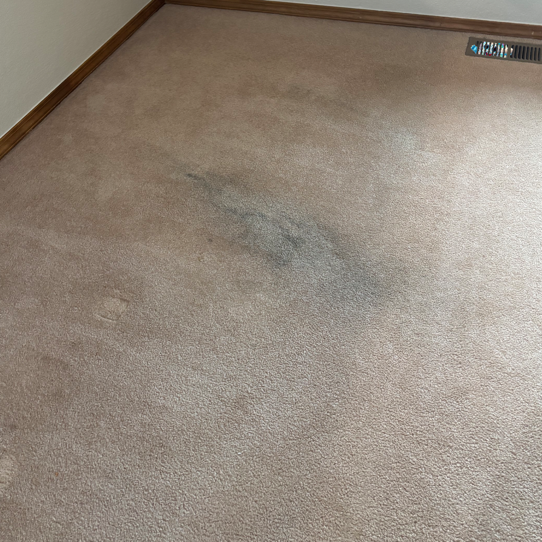 Carpet Cleaning & Stain Removal, Woodland Park Colorado