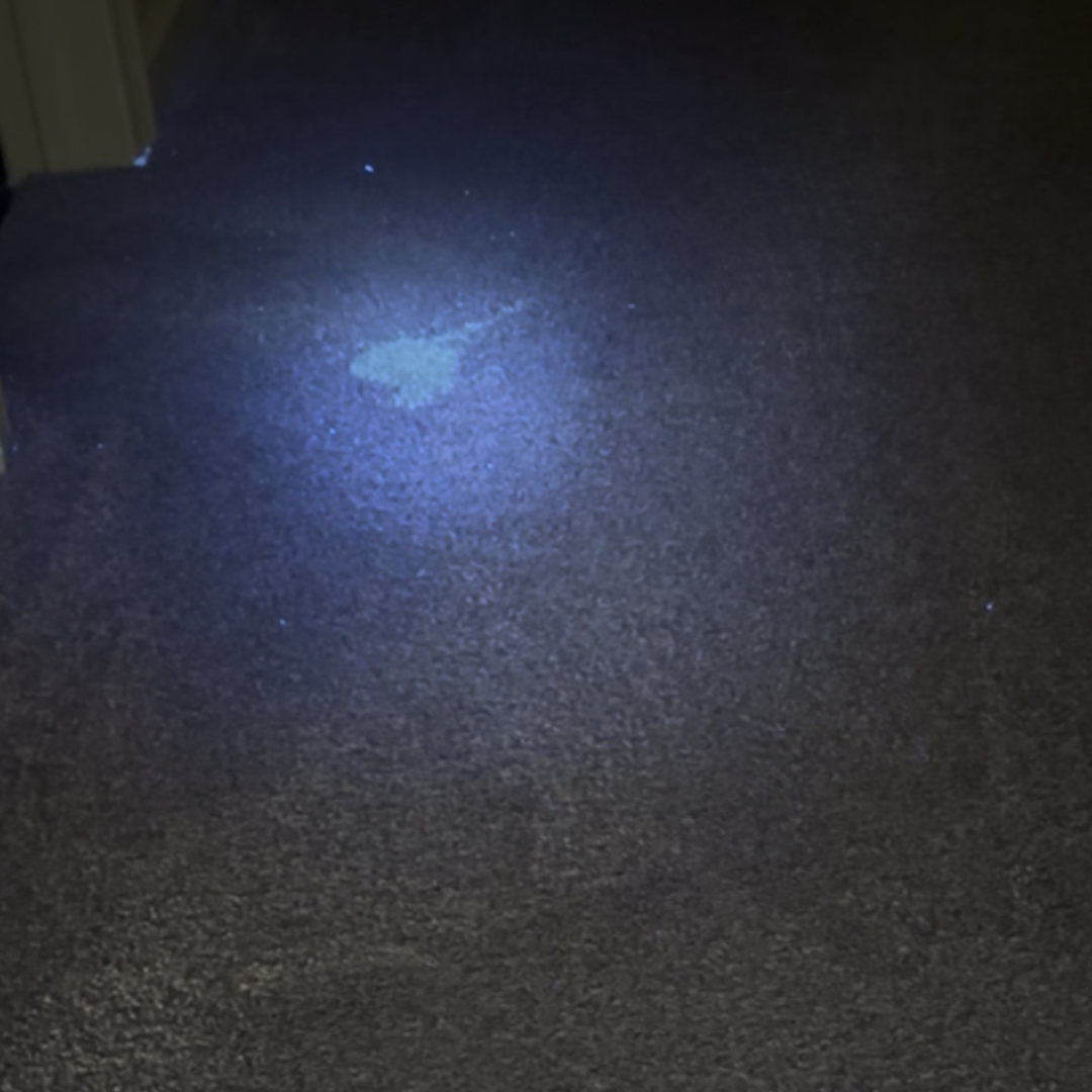 Pet carpet cleaning treatment woodland park co