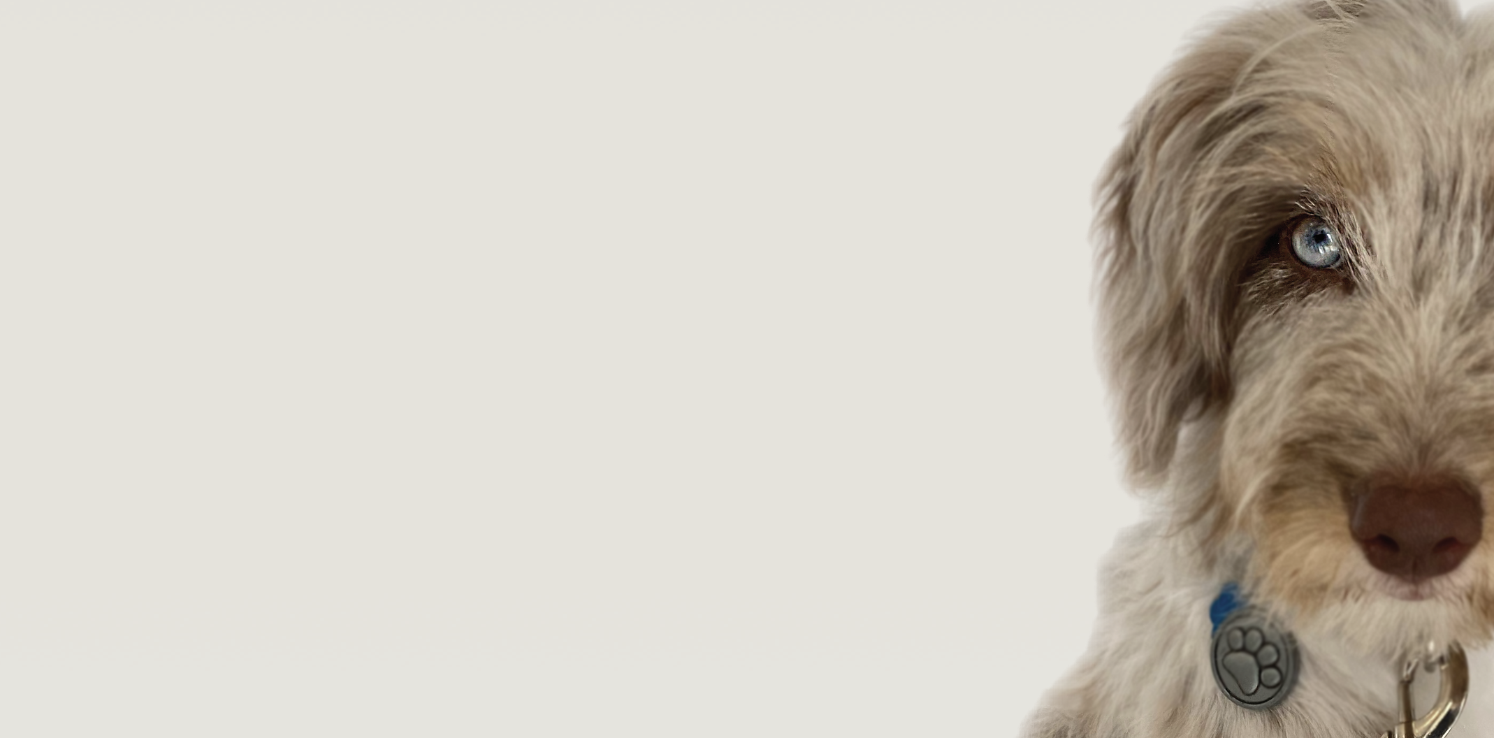 Jersey Shore Veterinary