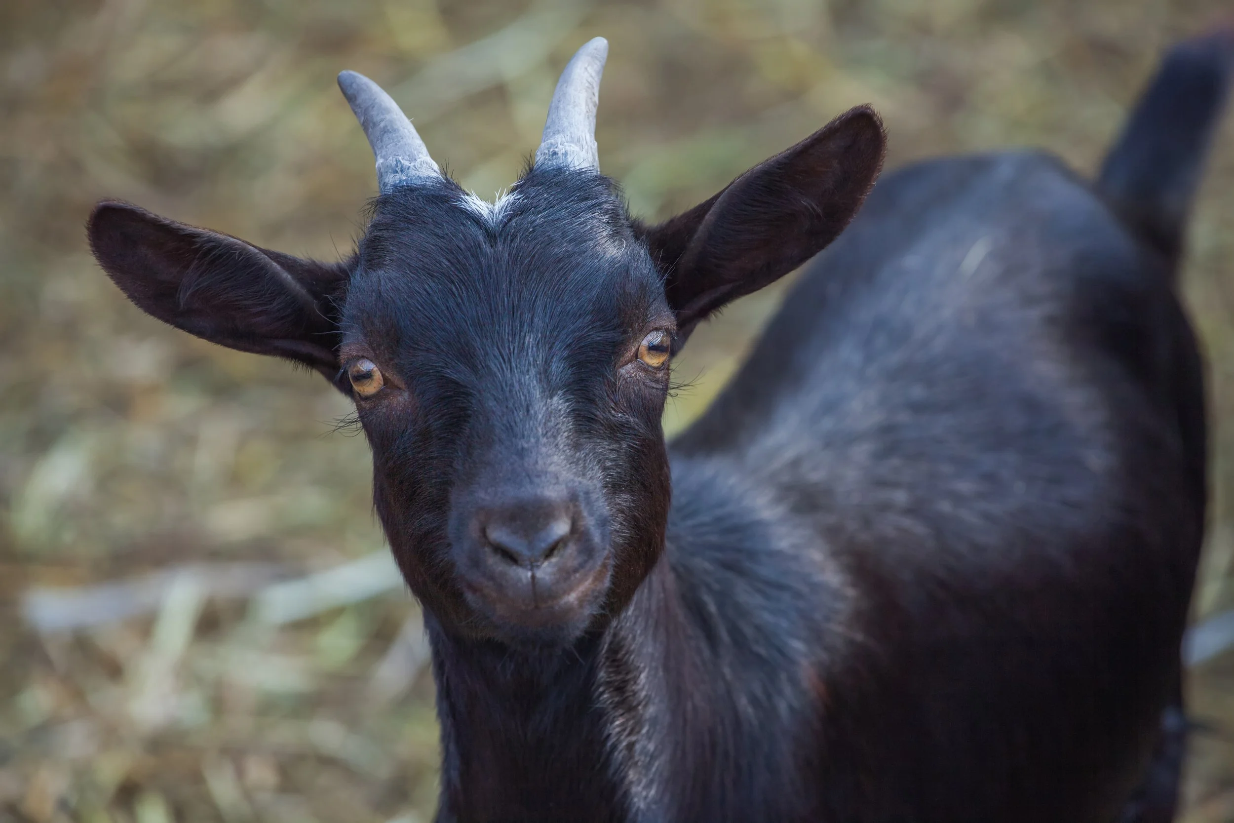 Goat