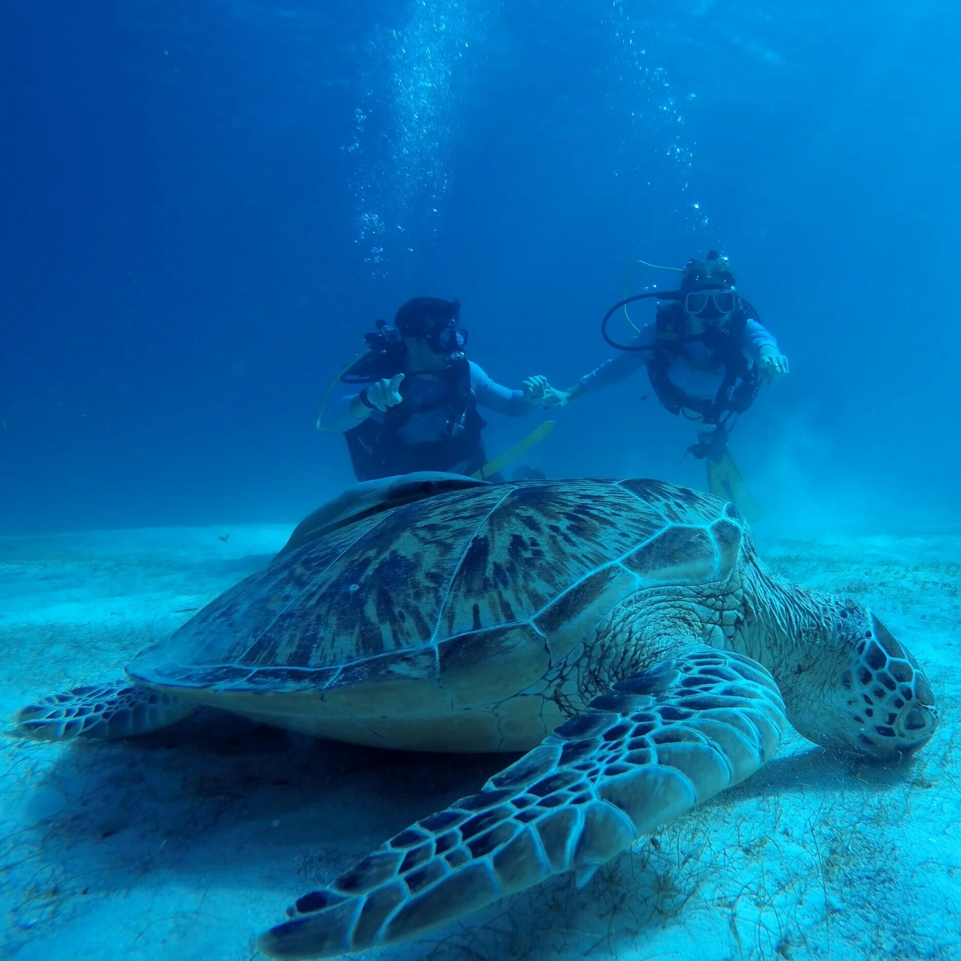Wow look at that turtle! Ojai looks nothing like this.