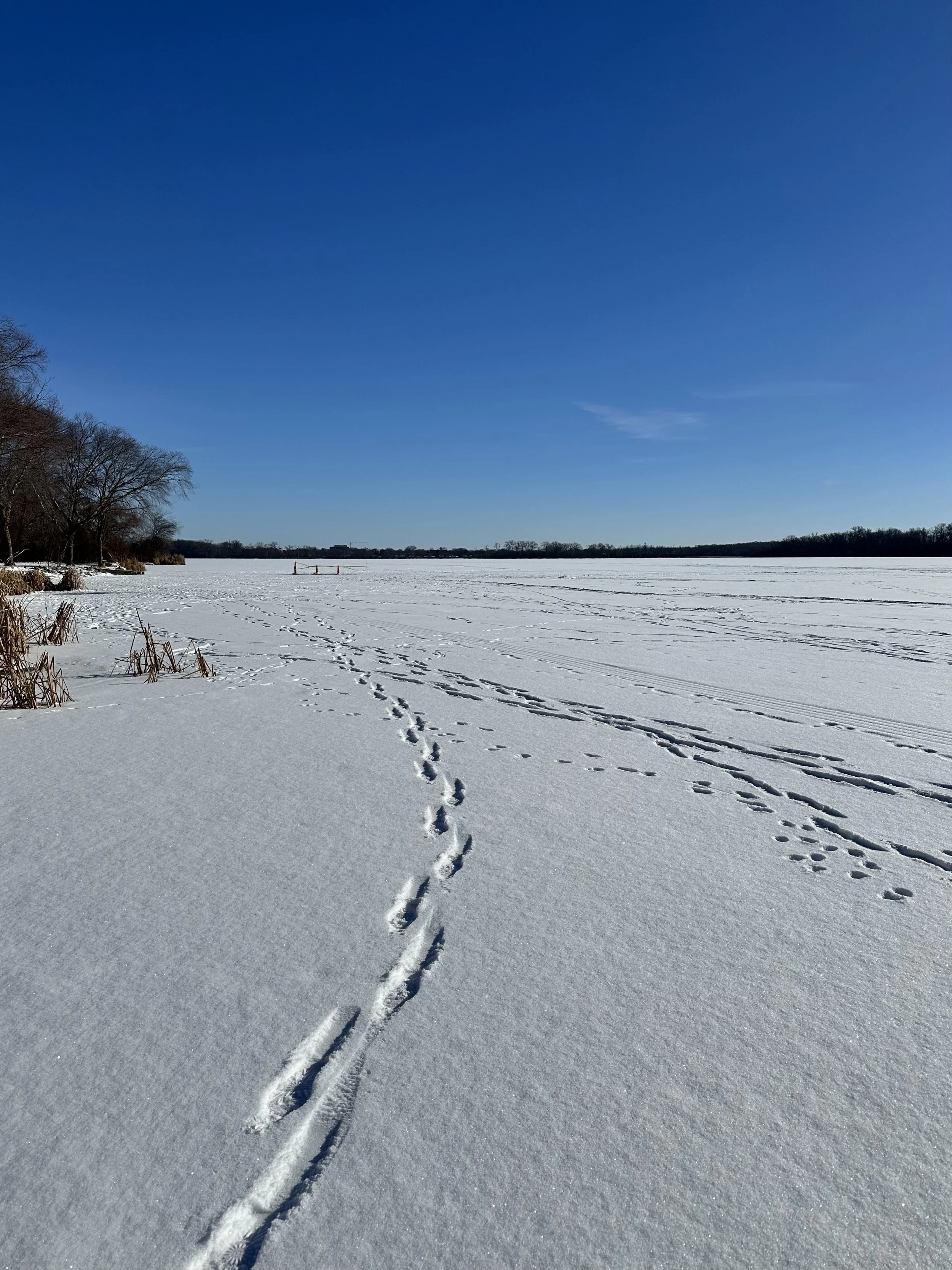 Embodied Intentions for the New Year