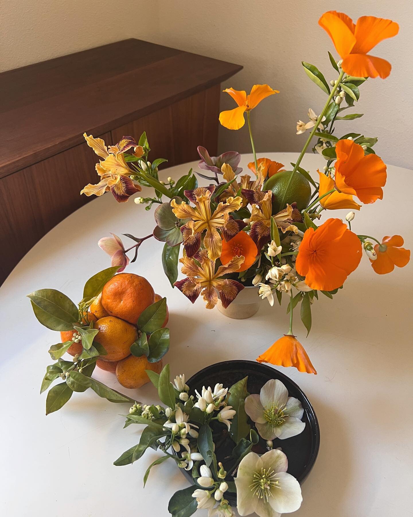 Orange blossoms, hellebores, a chunk of tangerines (7 fruits on that one branch 🫠), native Iris and poppies