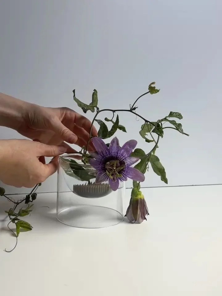 Passiflora always n 4evr