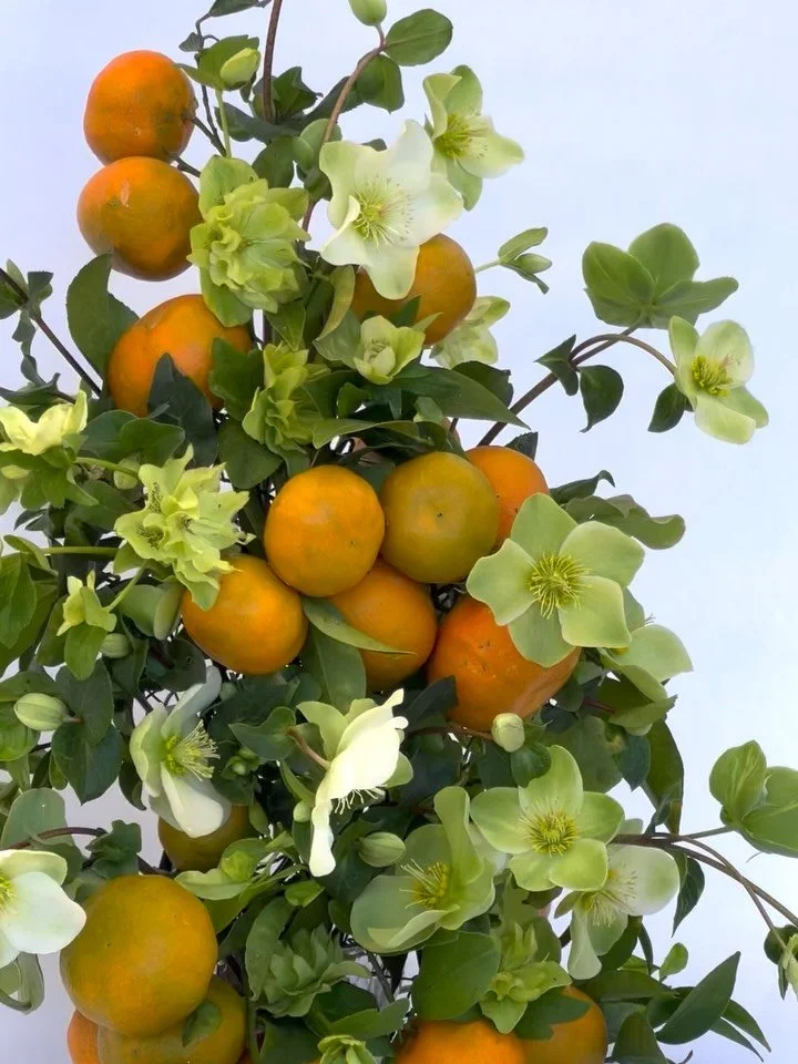Hellebores have been staring at me from our front window and today is the day I decided to heed their call