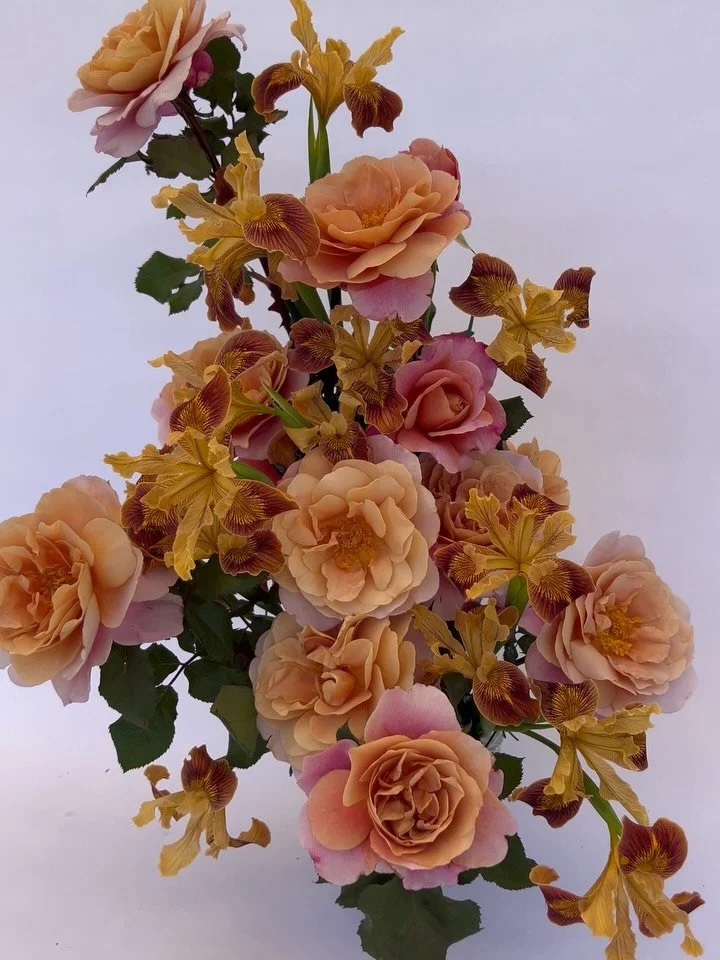 Distant Drums + PCH Iris &lsquo;joey&rsquo;