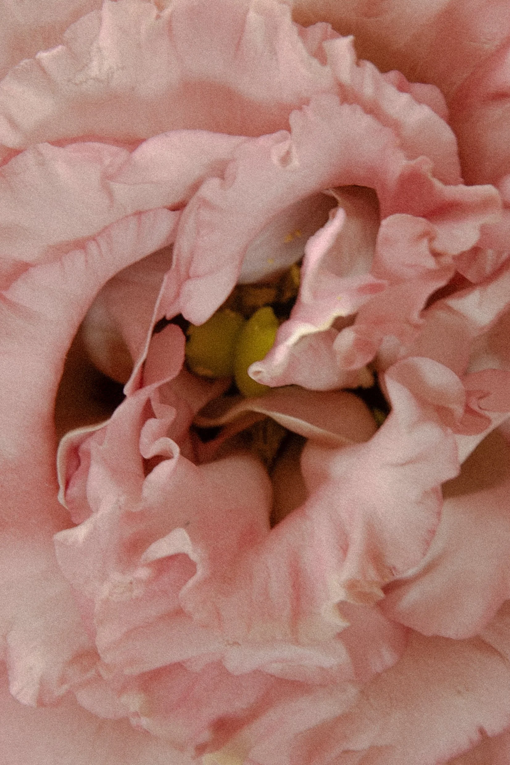 Spirit of the Rose ~ May 17th