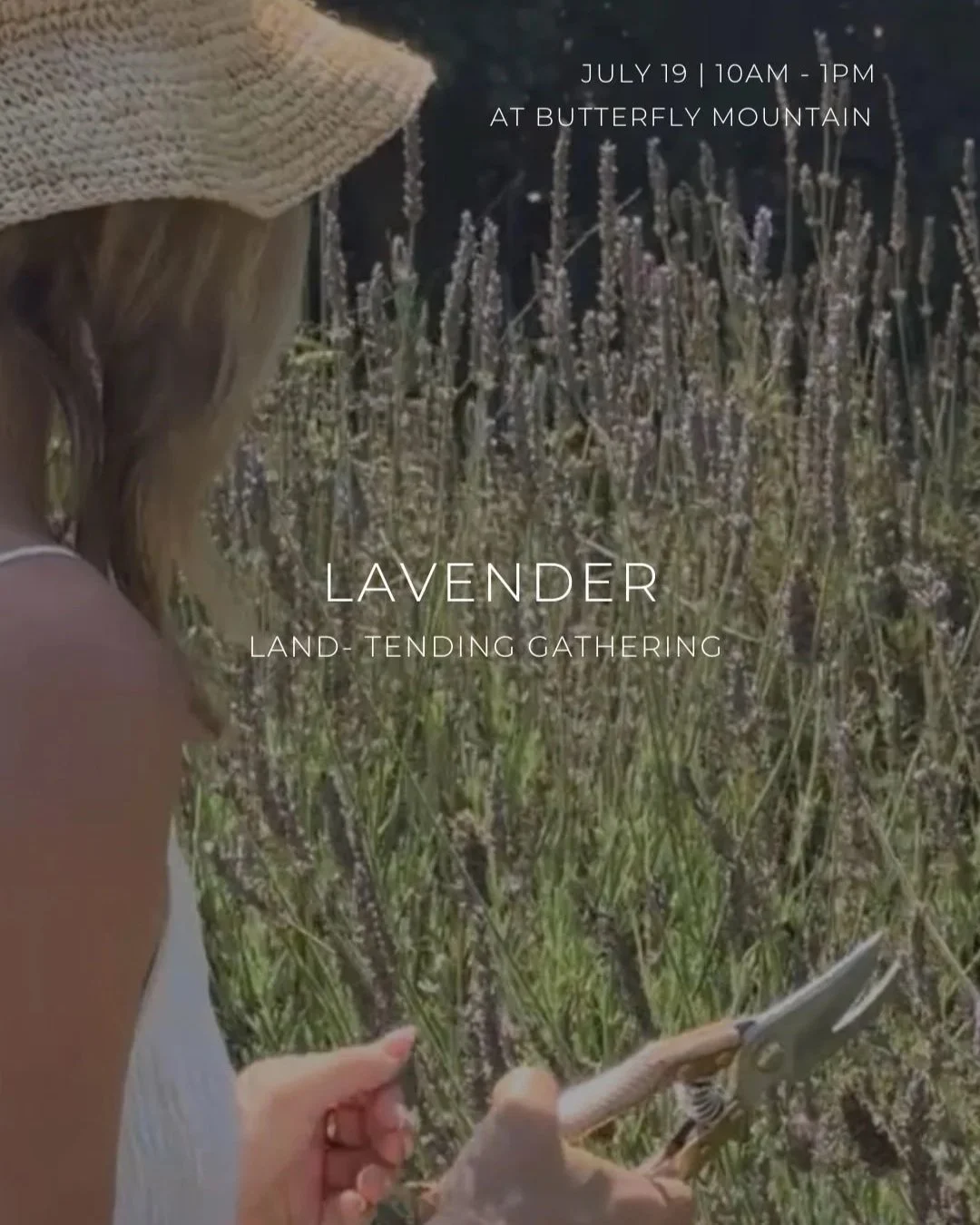 Lavender ~ Land Tending | July 19