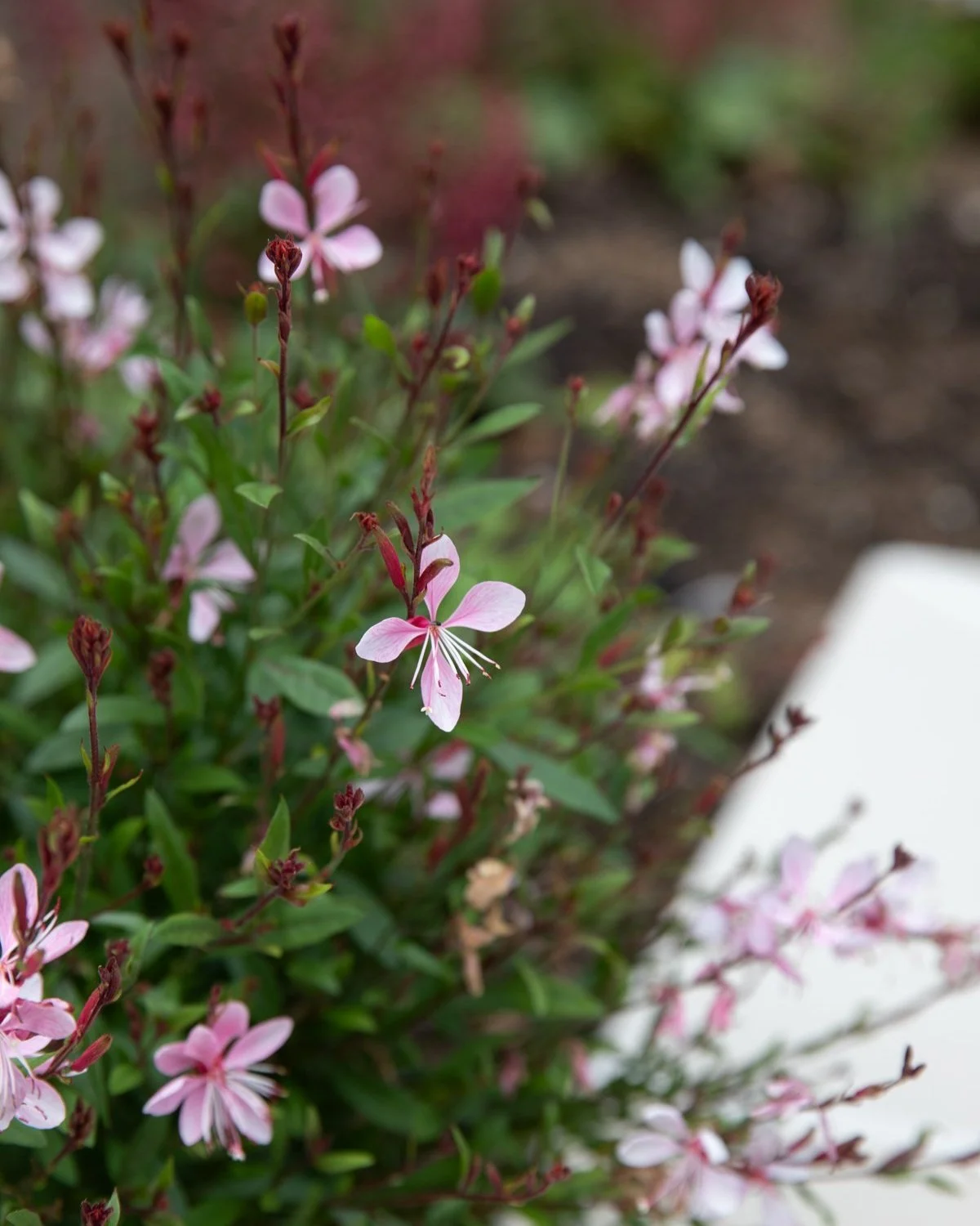 Garden+02_07.jpg