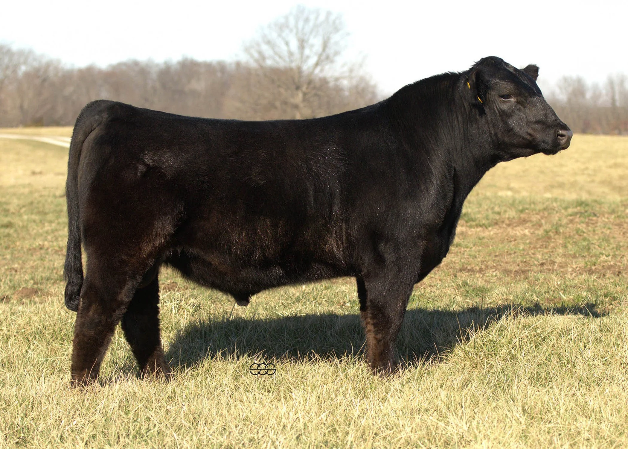 SWAIN POINT PROVEN C421M | WHF POINT PROVEN H45 X ZWT SUMMITT 6507 | API 130 | TI 88