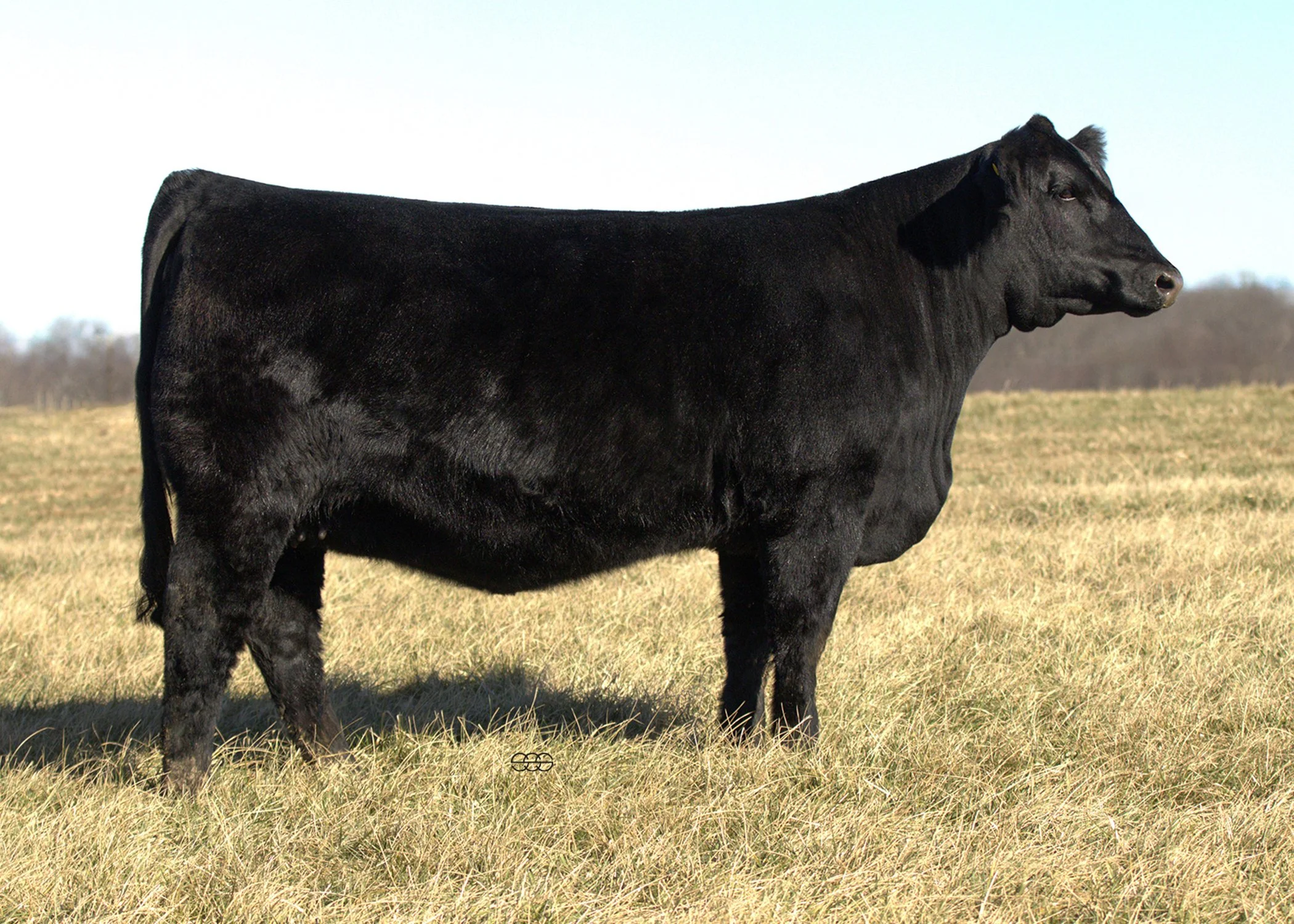 SWAIN BLACK JEWEL 411M |   TJ GOLD 274G X   LLSF VANTAGE POINT F398 |  API 138 | TI 90 | SAFE TO TERS KODIAK 206K - DUE 5/25/2026