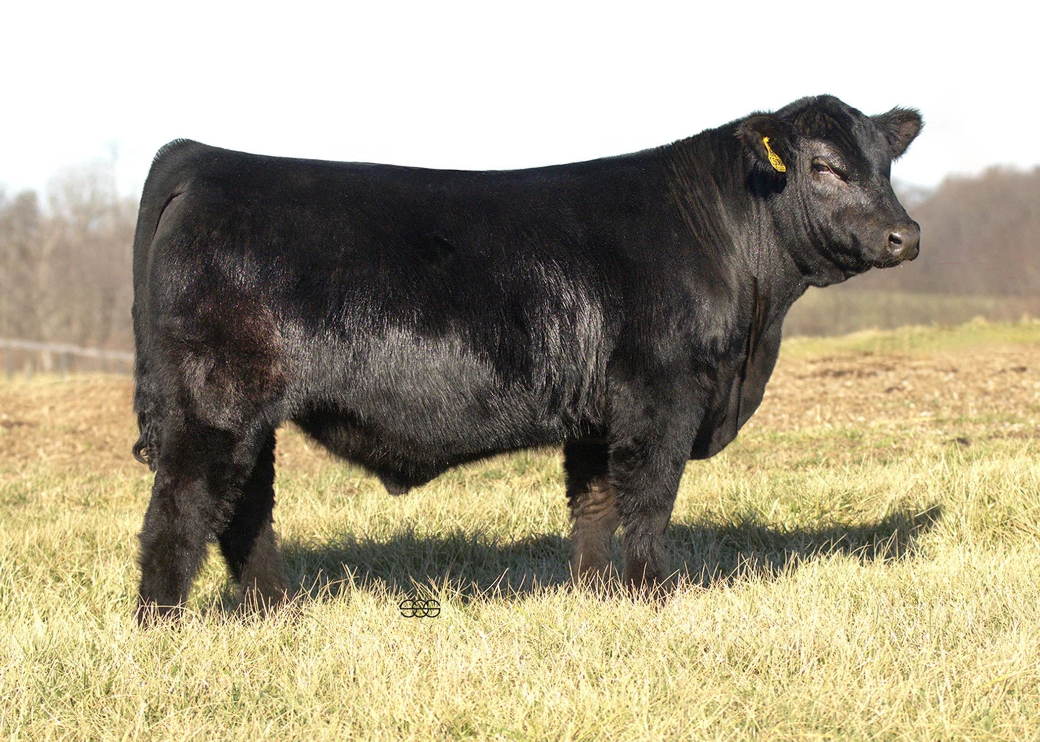 SWAIN ROLL CALL C508N |   RFS ROLL CALL X   OMF EPIC E27 | API 144 | TI 87