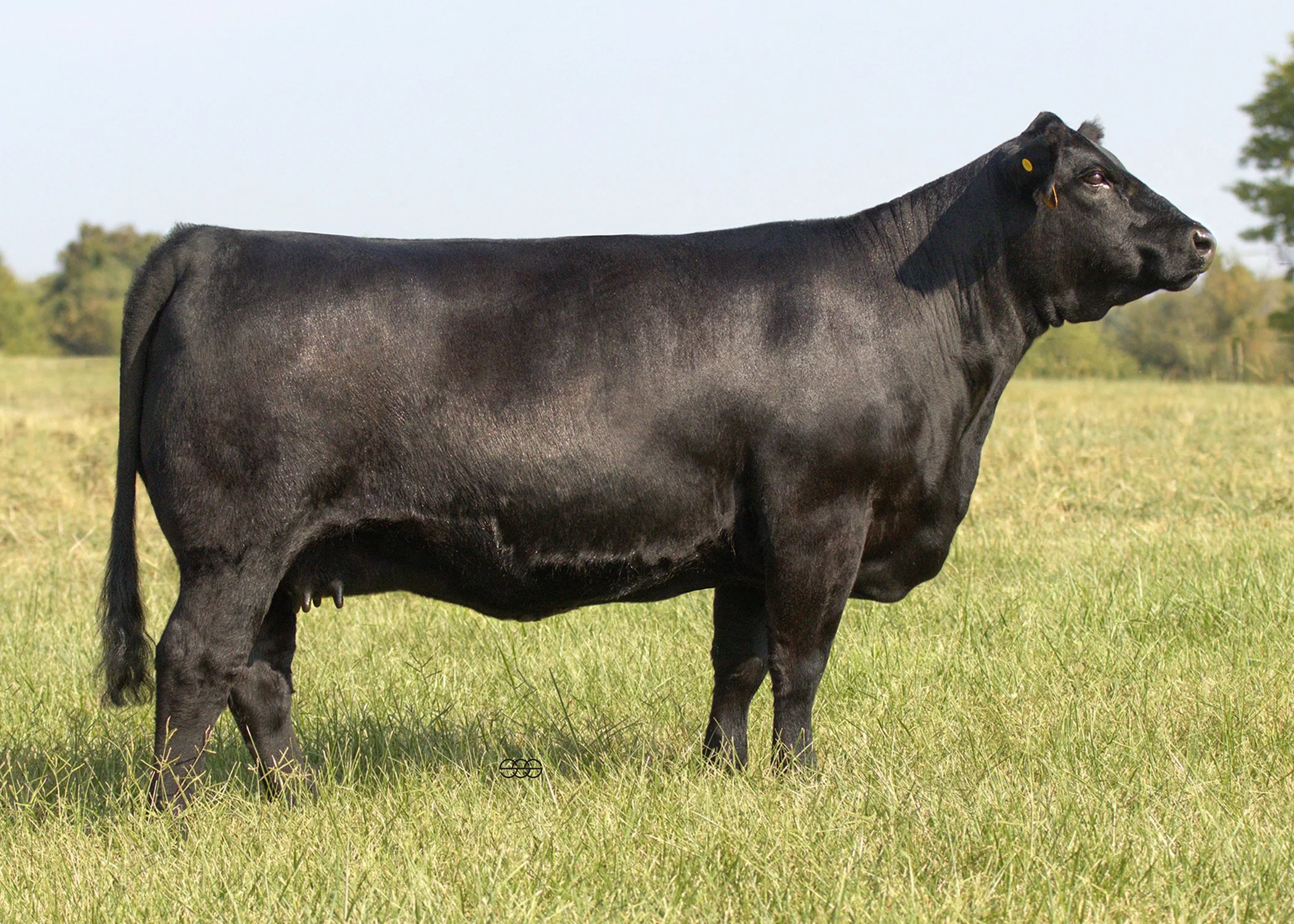 SWAIN ANGELICA C123J |   KCC1 EXCLUSIVE 116E X   MR CCF 20-20 | API 107 | TI 71 | SAFE TO SWAIN SENTINEL C102J - DUE 6/6/2026