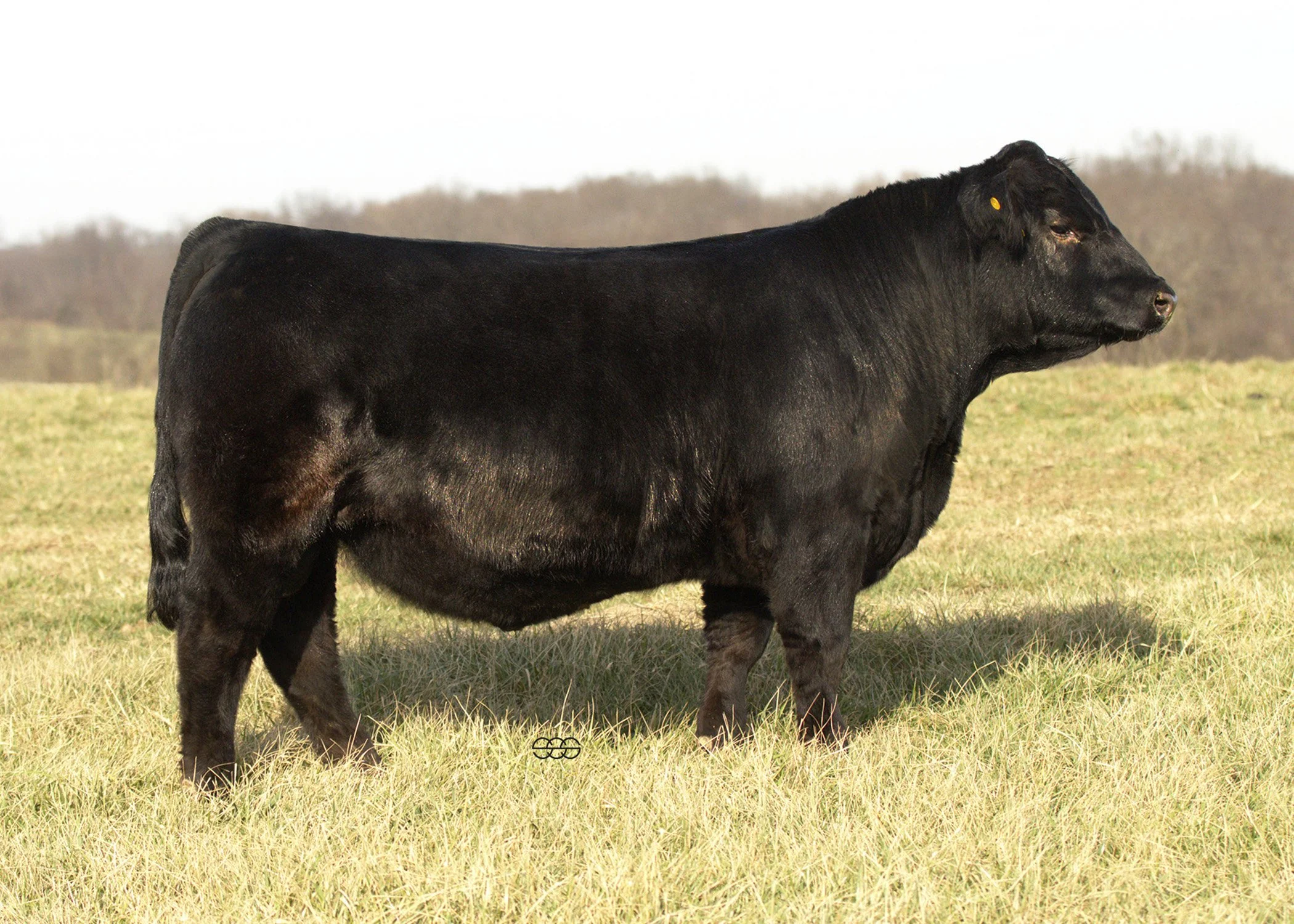 SWAIN EMBLEM 432M | BROWN RRR EMBLEM J3541 X  TKCC CARVER 65C | API 135 | TI 84