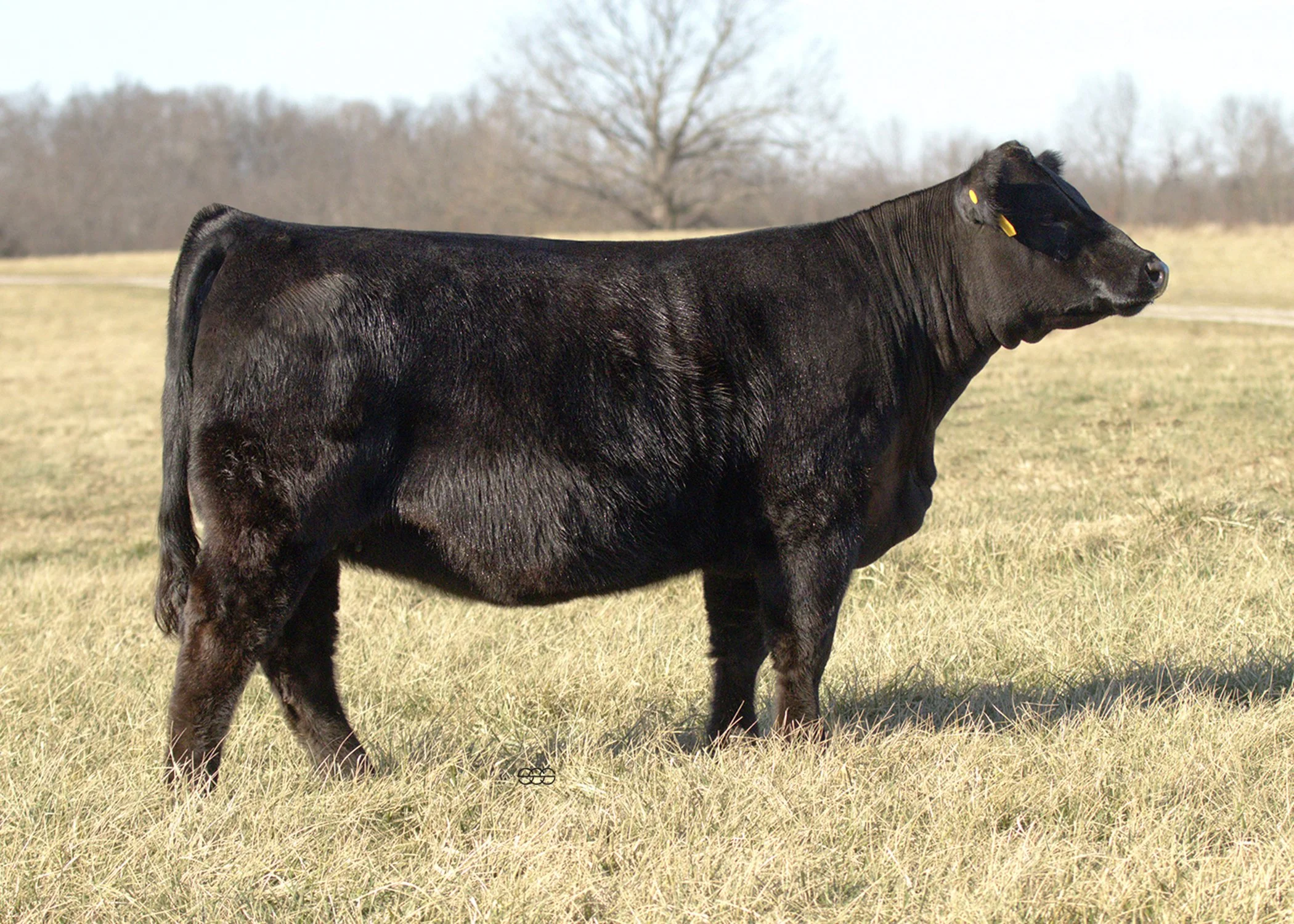 SWAIN HARPER C419M |   KCC1 EXCLUSIVE 116E X   HOOK`S BLACK HAWK 50B | API 139 | TI 80 | SAFE TO TERS KODIAK 206K - DUE 8/25/2026