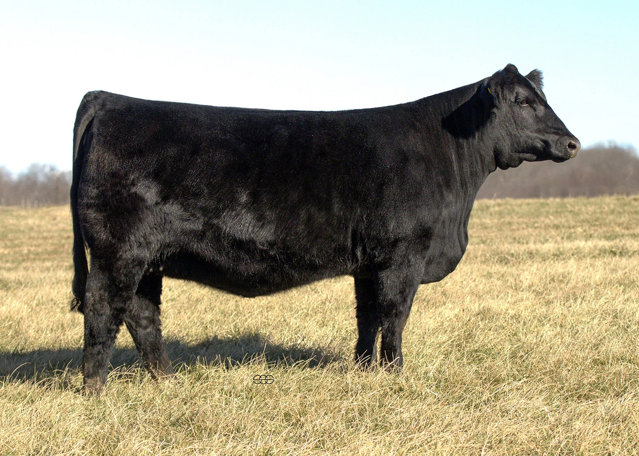 SWAIN BLACK JEWEL 411M |   TJ GOLD 274G X   LLSF VANTAGE POINT F398 |  API 138 | TI 90 | SAFE TO TERS KODIAK 206K - DUE 5/25/2026