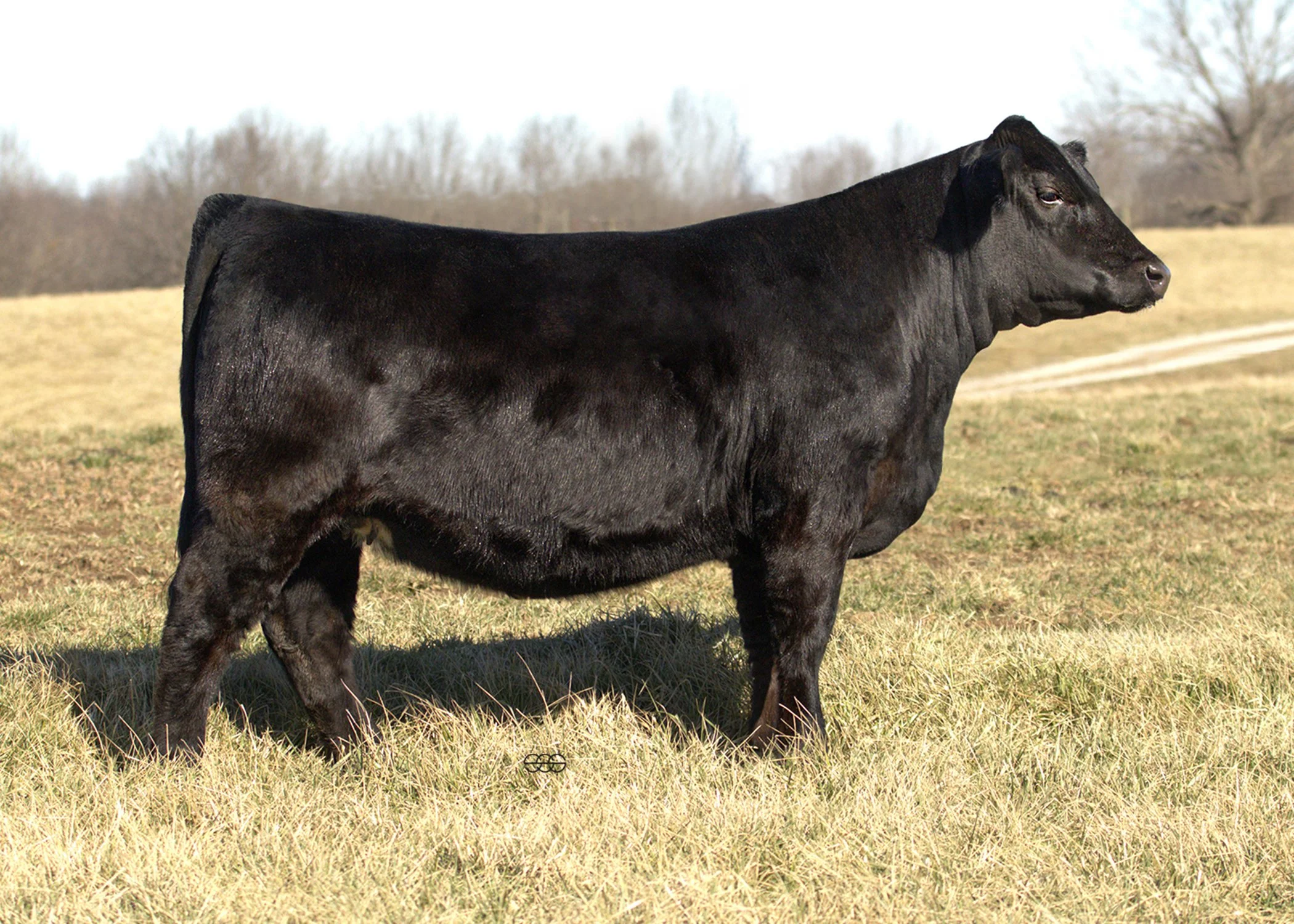 SWAIN CANDY KISS 427M |   GIBBS 9114G ESSENTIAL X   HILB ORACLE C033R | API 143 | TI 83 | SAFE TO WHF POINT PROVEN H45 - DUE 8/26/2026