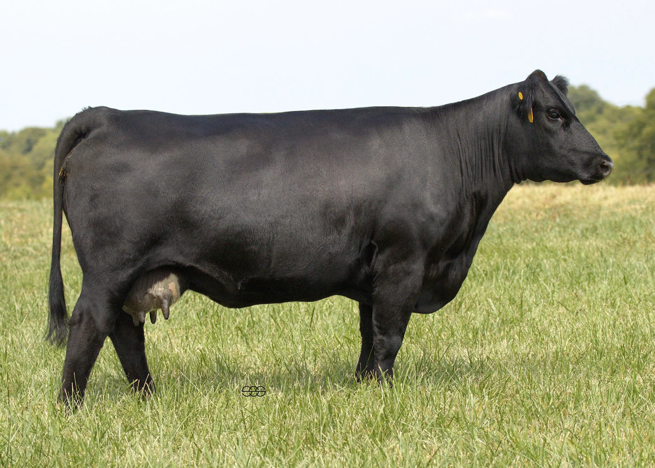 SWAIN REESE C204K |   CCR BOULDER 1339A X   SFG COWBOY LOGIC D627 | API 156 | TI 77 | SAFE TO  RUBY'S QUADRANT 210K - DUE 8/10/2026