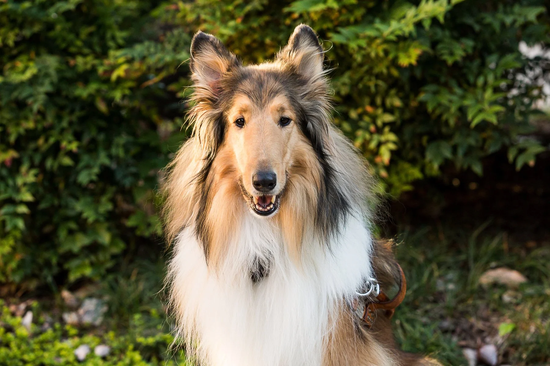 Kolby Garrison & Amelia Bio Portrait 2 Good Dogs of Service L6-29.jpg