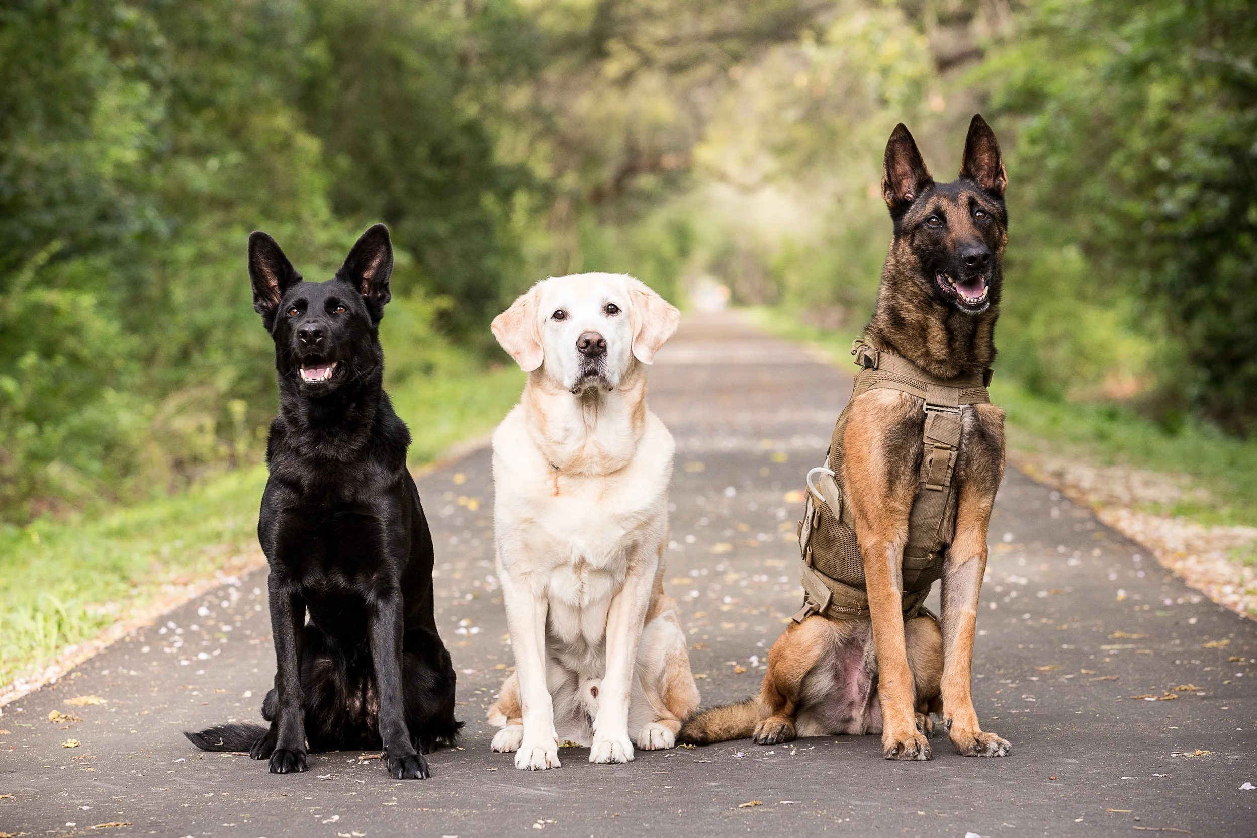 Lando USMarines Good Dogs of Service-19.jpg