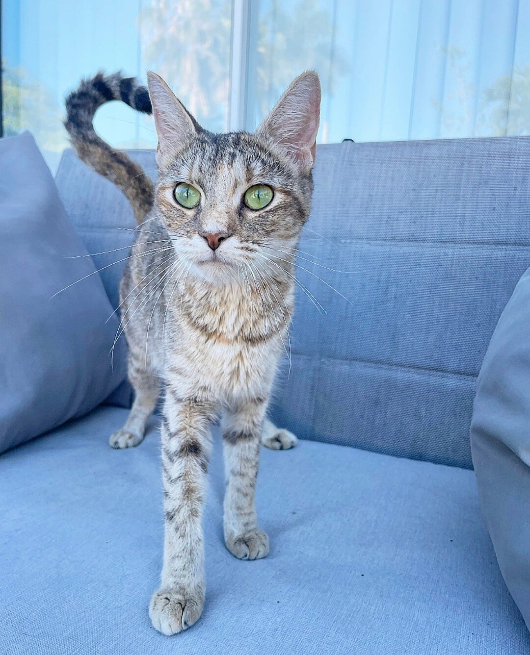 Our prettiest girl, Mama Gem 💎⁠
⁠
⁠
She's an elegant cat who is ready to be rescued and find her home! With her beautiful eyes, stunning coat, and loving personality, she's sure to be a great companion. Help us find Mama Gem the loving home she dese