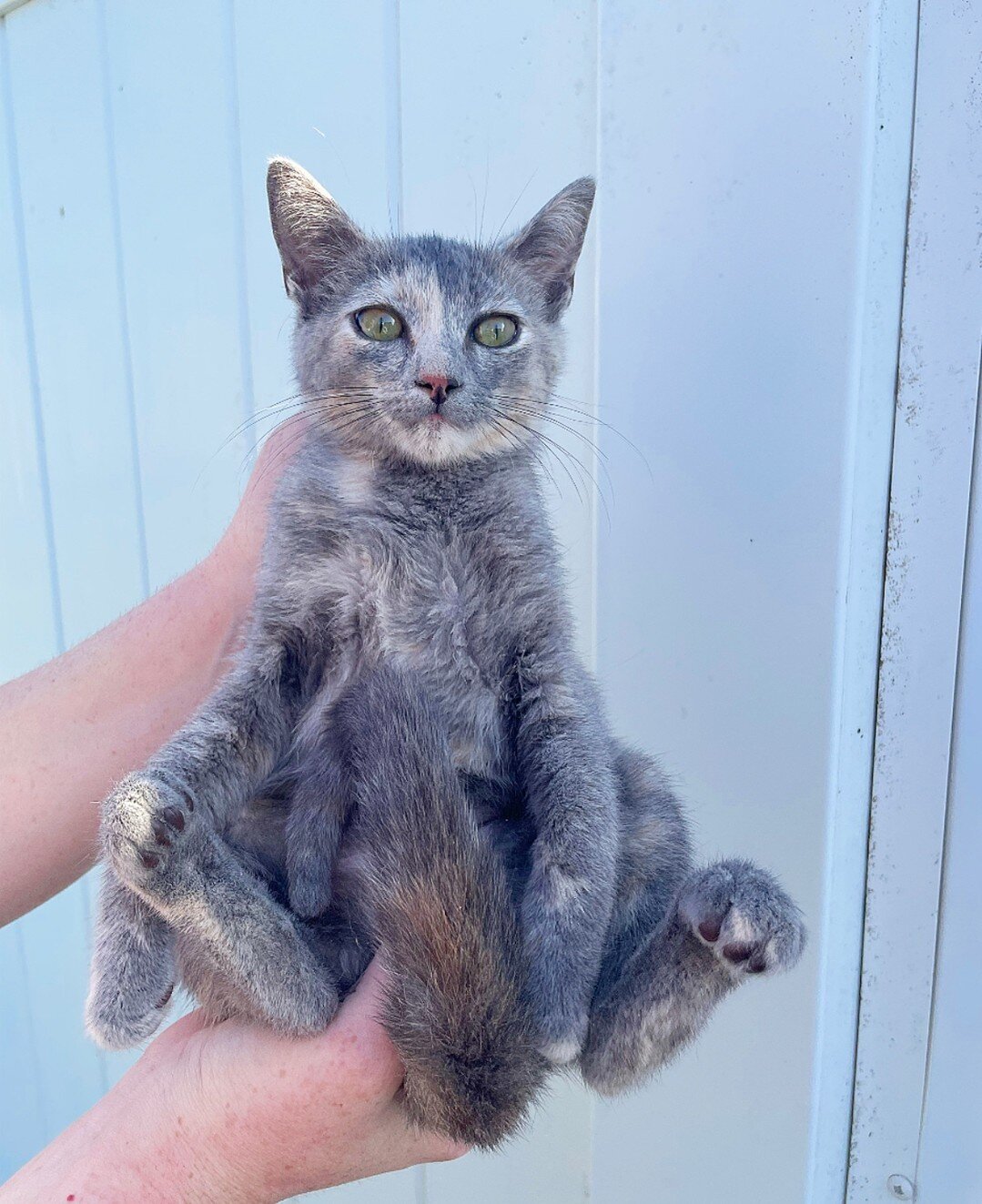 Meet Boo our dilute torti kitty 😻⁠
⁠
This sweet and gorgeous girl is looking for her furrever home! Click our link in bio to see her Pet Finder profile or send us a message to set up a meet and greet! ⁠
⁠
Adopt Boo today and complete your family 🤍