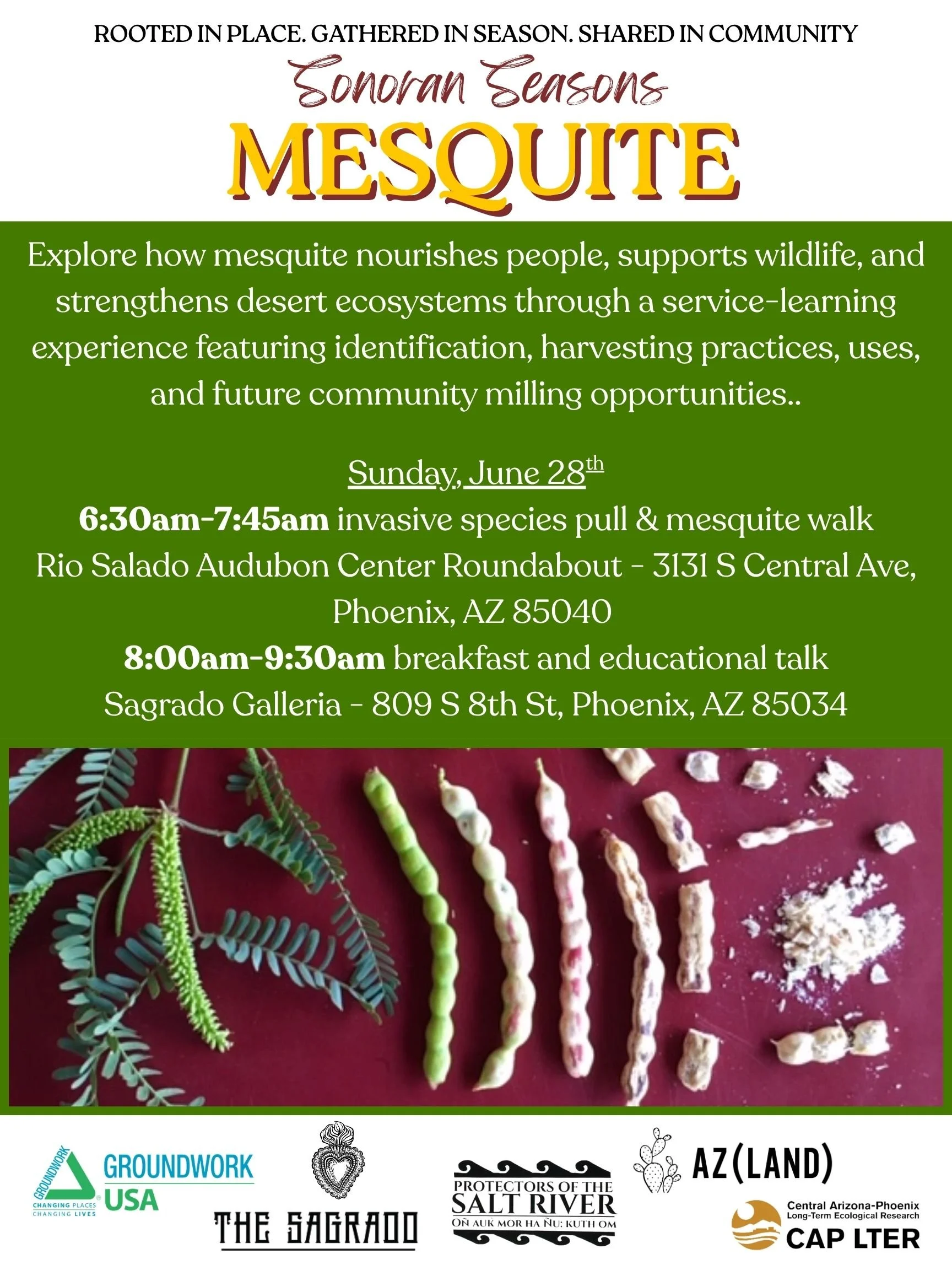 Sonoran Seasons: Mesquite