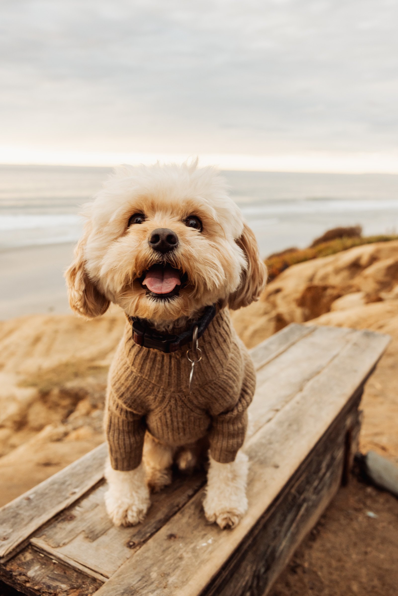 San_Diego-Portrait-Photographer-Carlsbad-0041.jpg