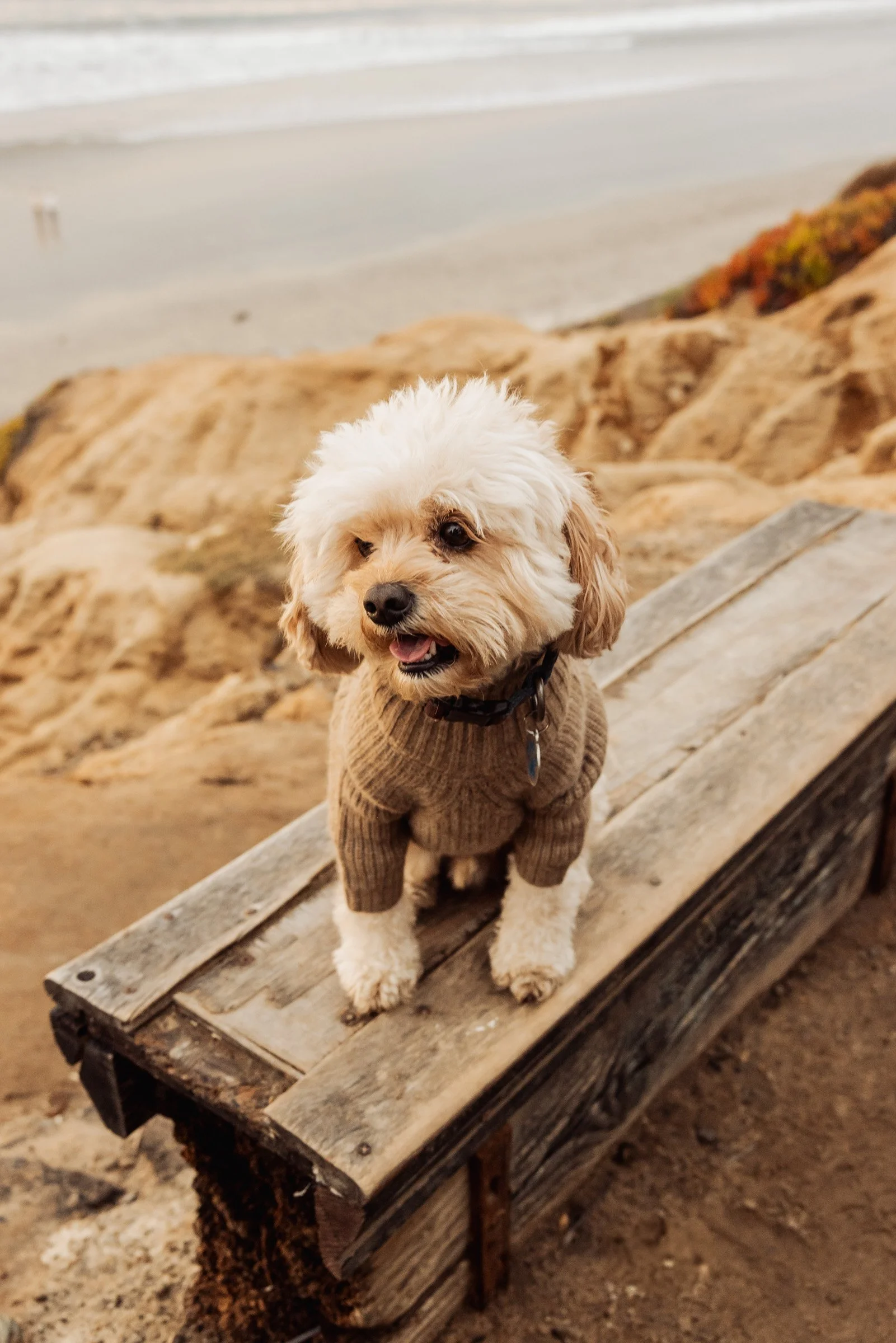 San_Diego-Portrait-Photographer-Carlsbad-0040.jpg