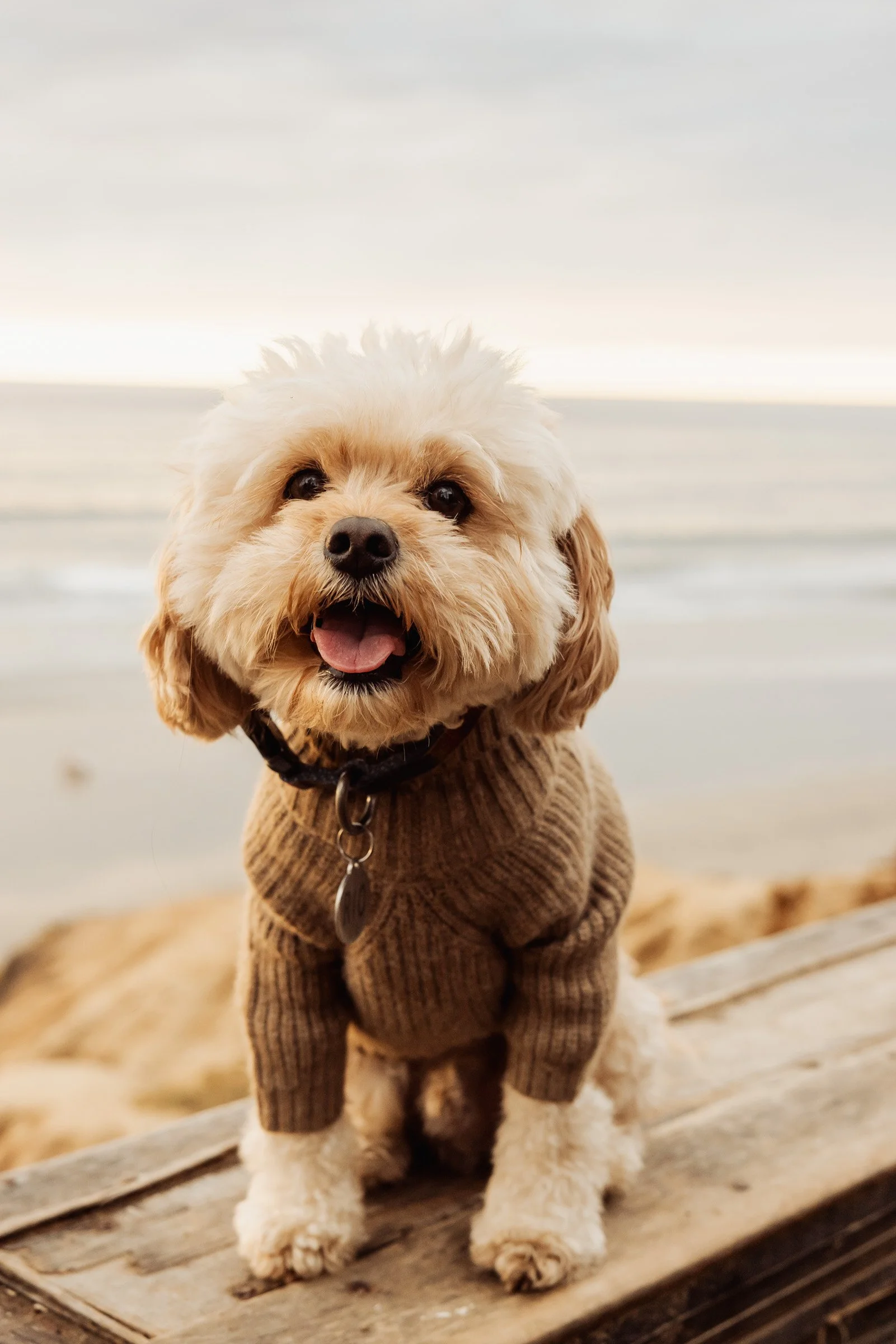 San_Diego-Portrait-Photographer-Carlsbad-0039.jpg