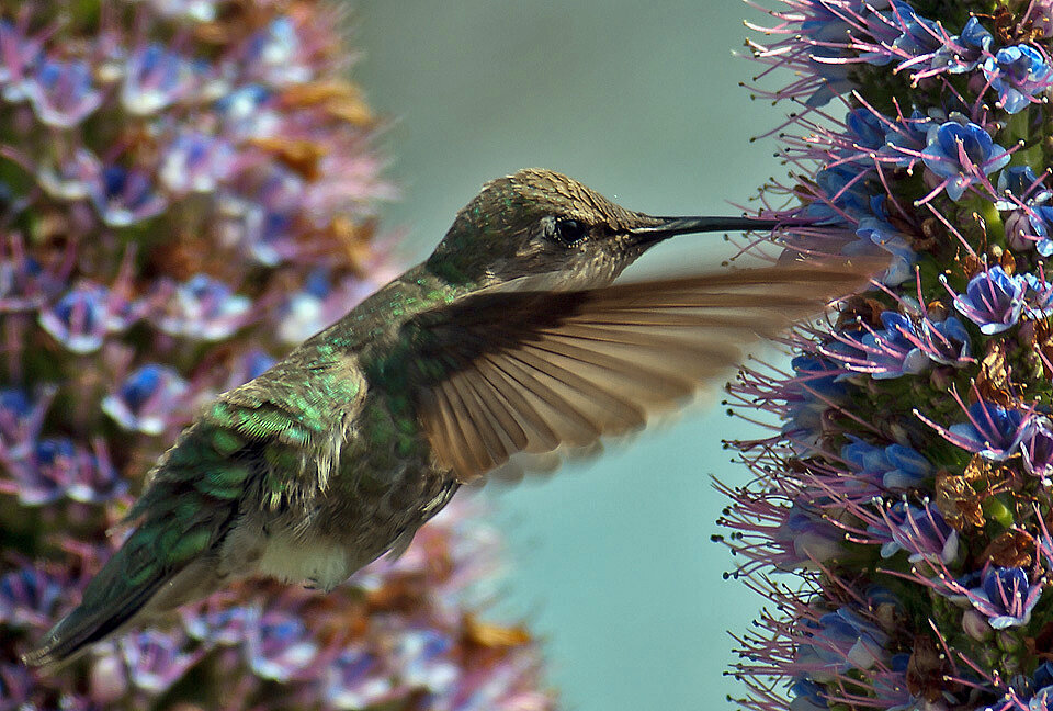 hummingbird 1.jpg
