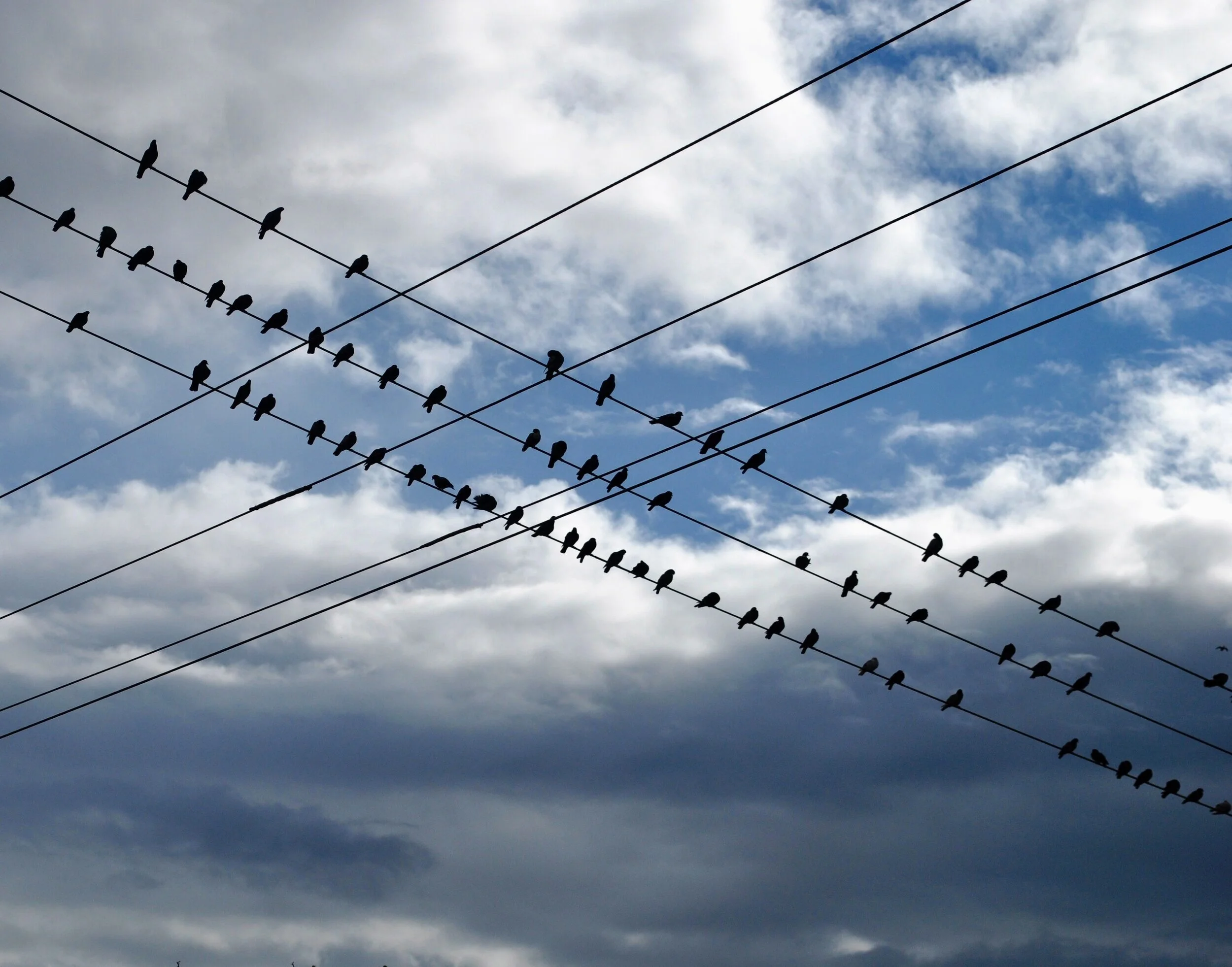 wire+birds.jpg