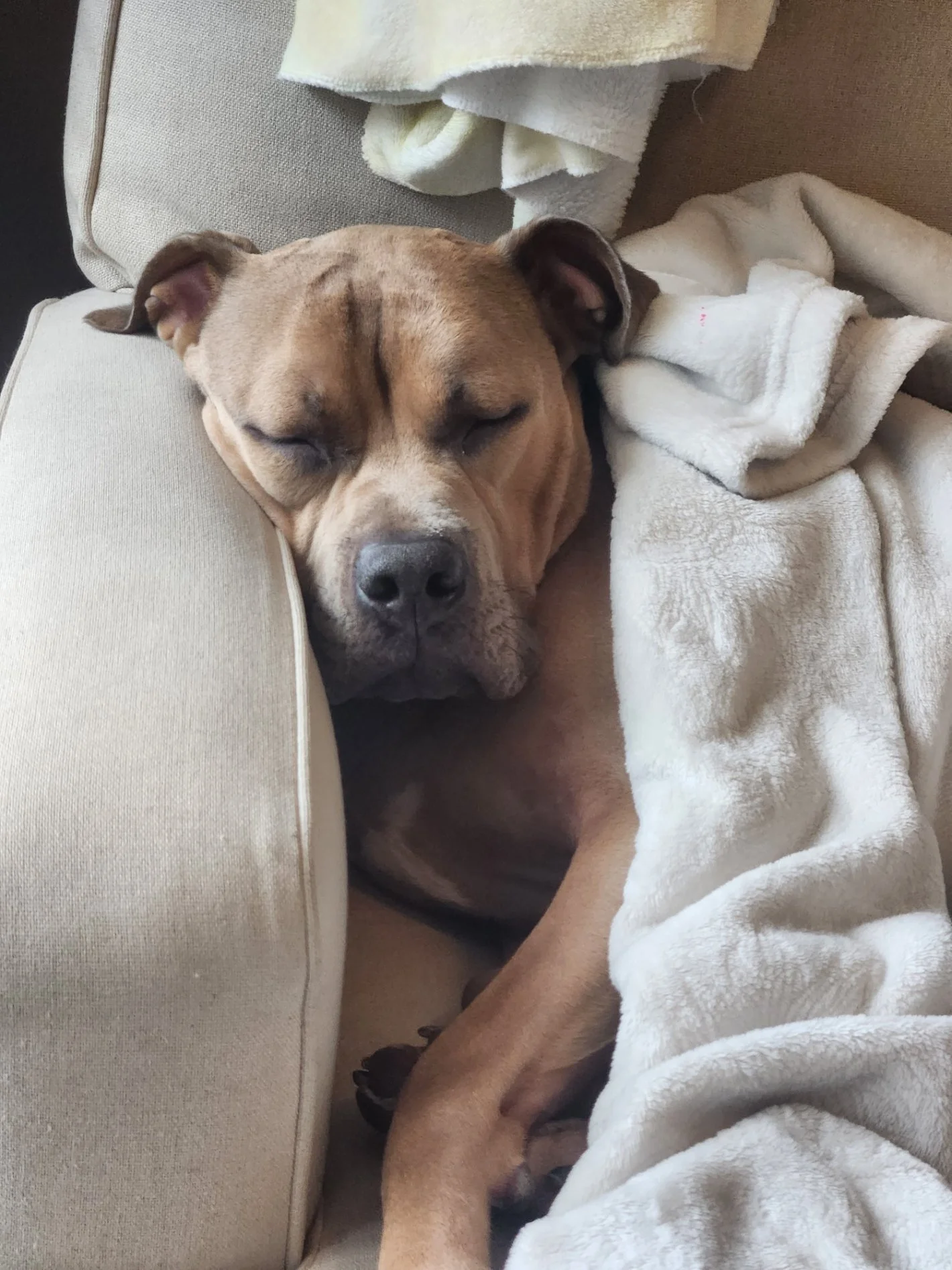 Levi the dog sleeping soundly under a cozy blanket on a chair.