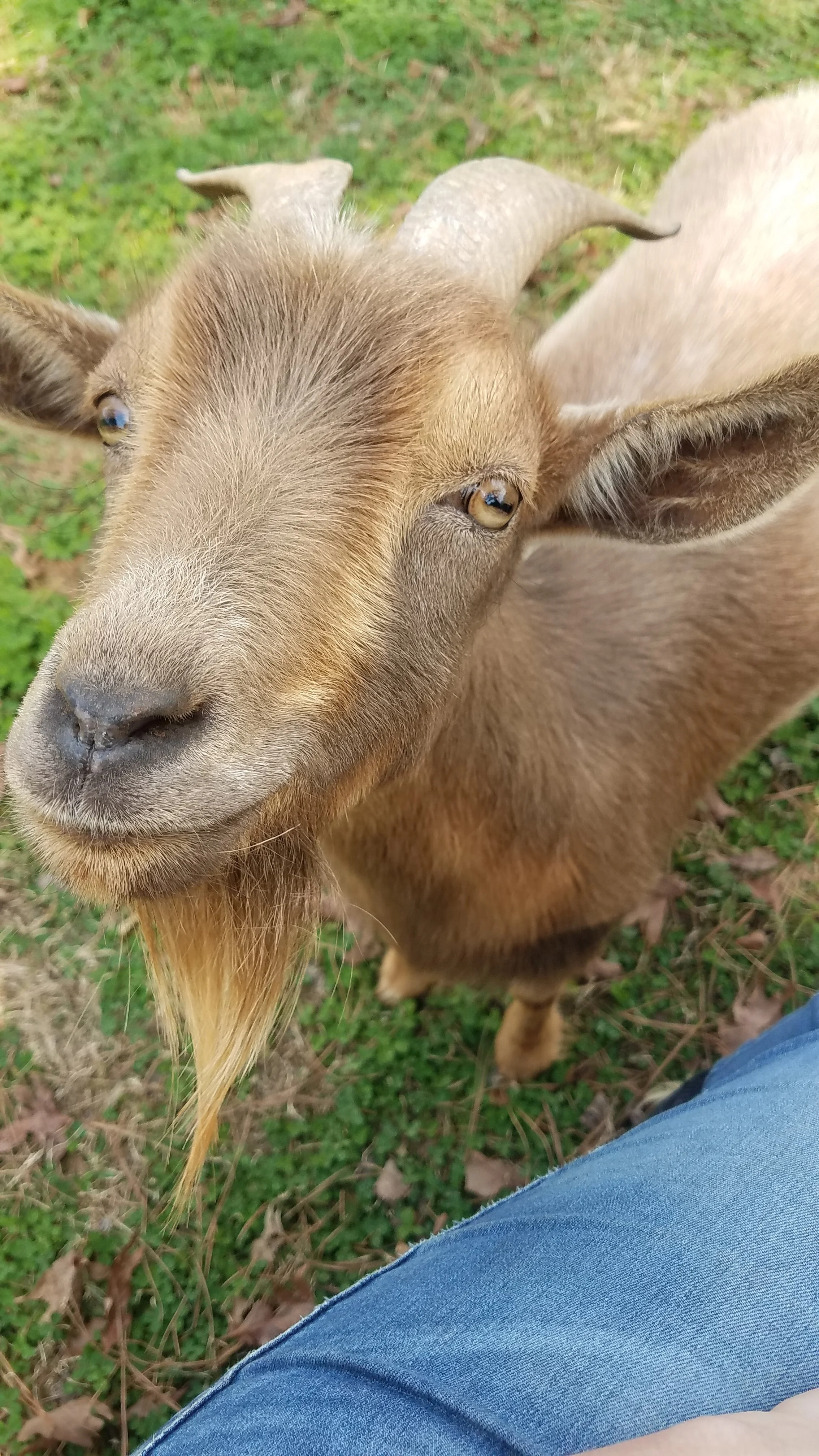 A sweet memory of Frankie the goat smiling happily outside on the farm.