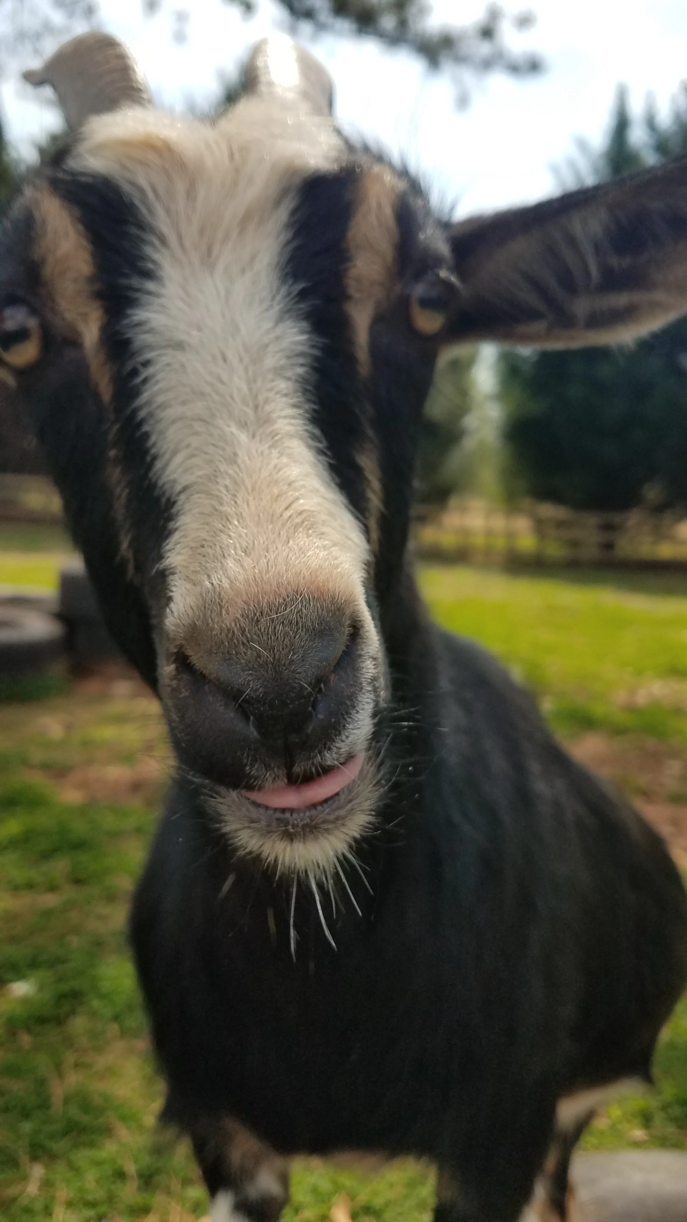 Grace the goat making a funny face with her tongue out on the thriving homestead.